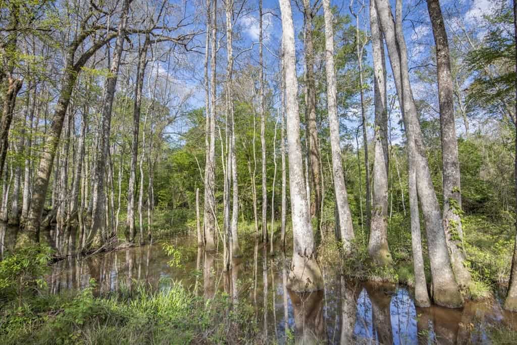 463 Acres Timberland on Tickfaw River St Helena Parish, LA