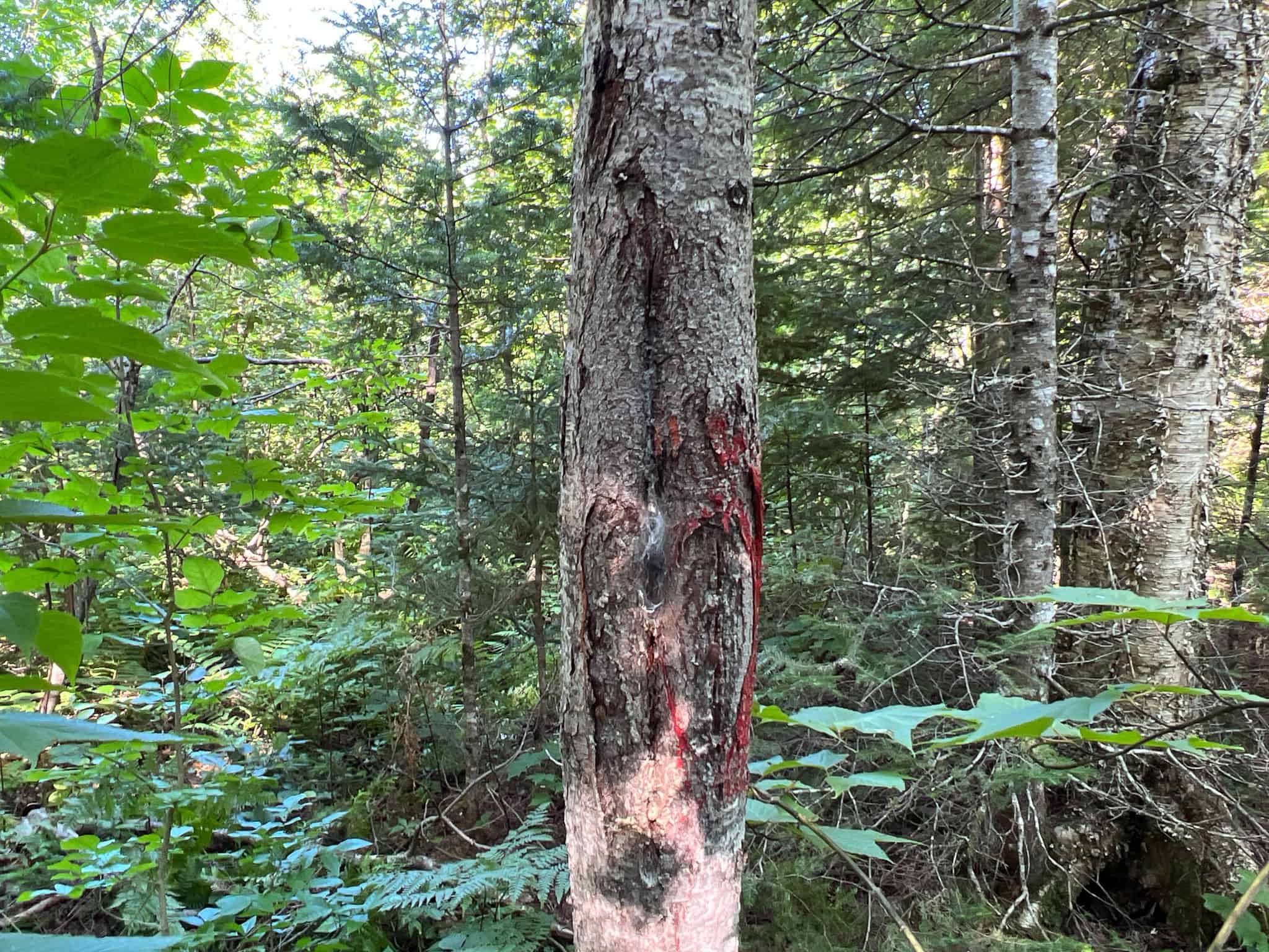 Clayton Brook Forest