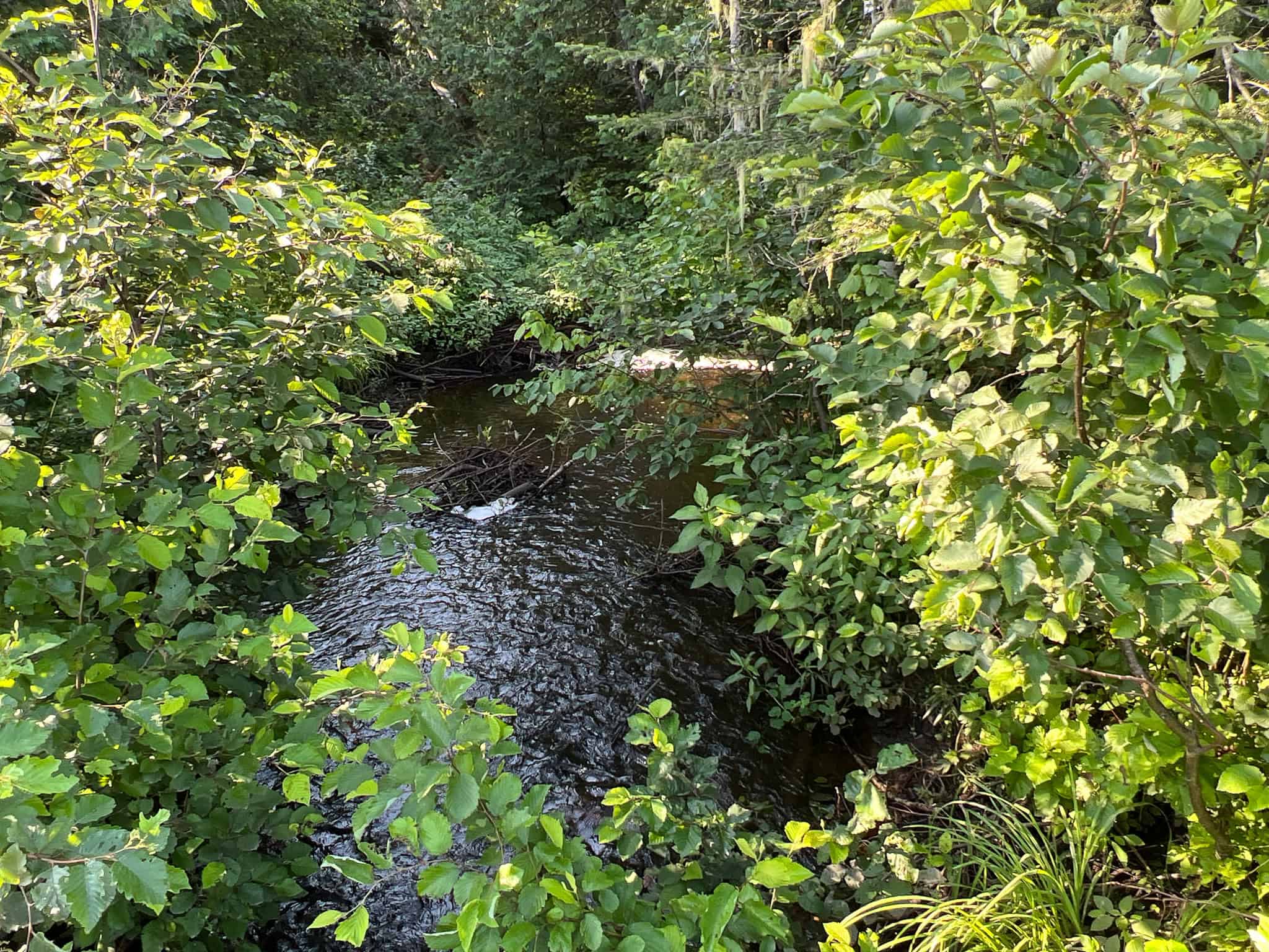 Clayton Brook Forest