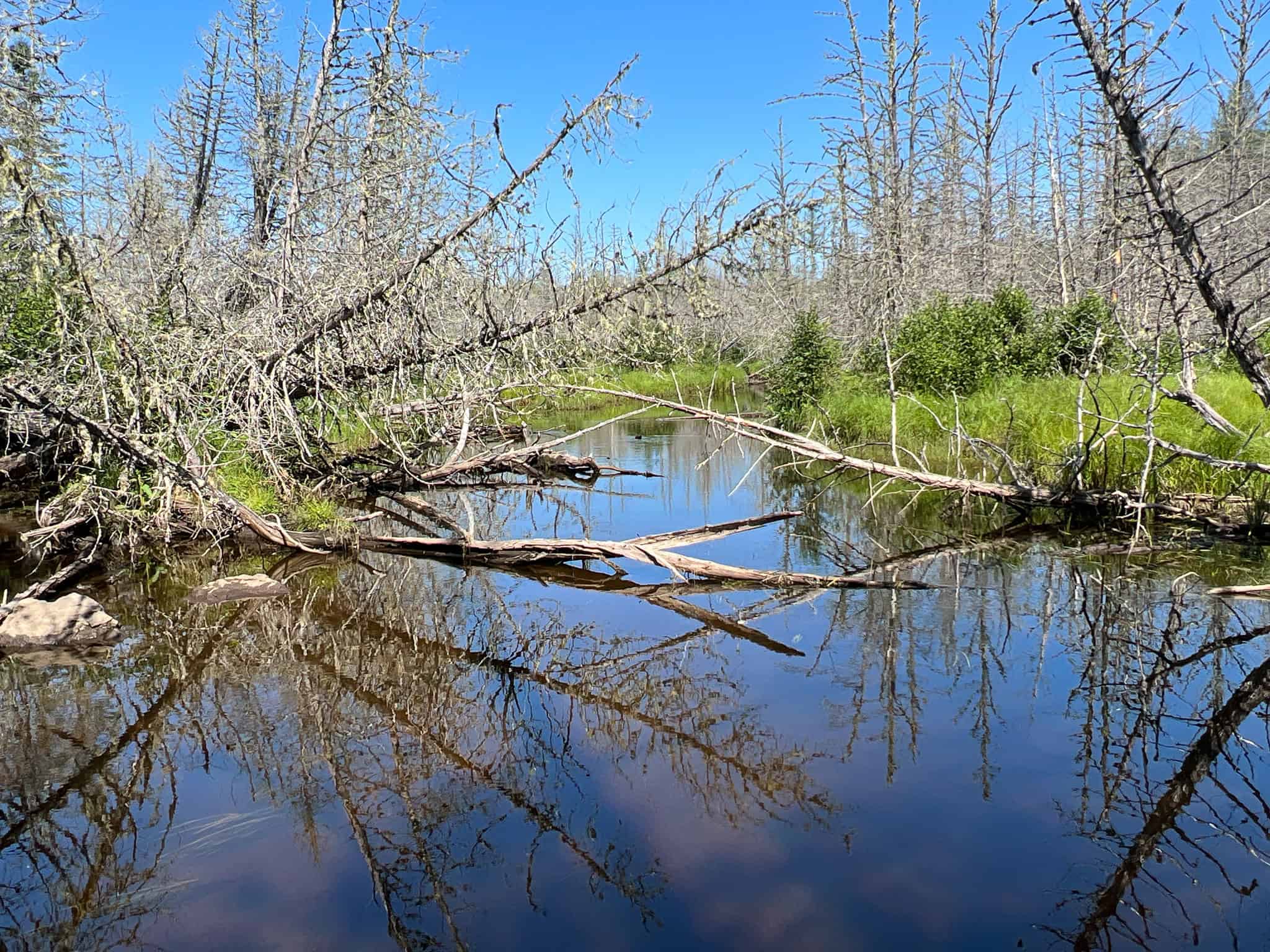 Clayton Brook Forest