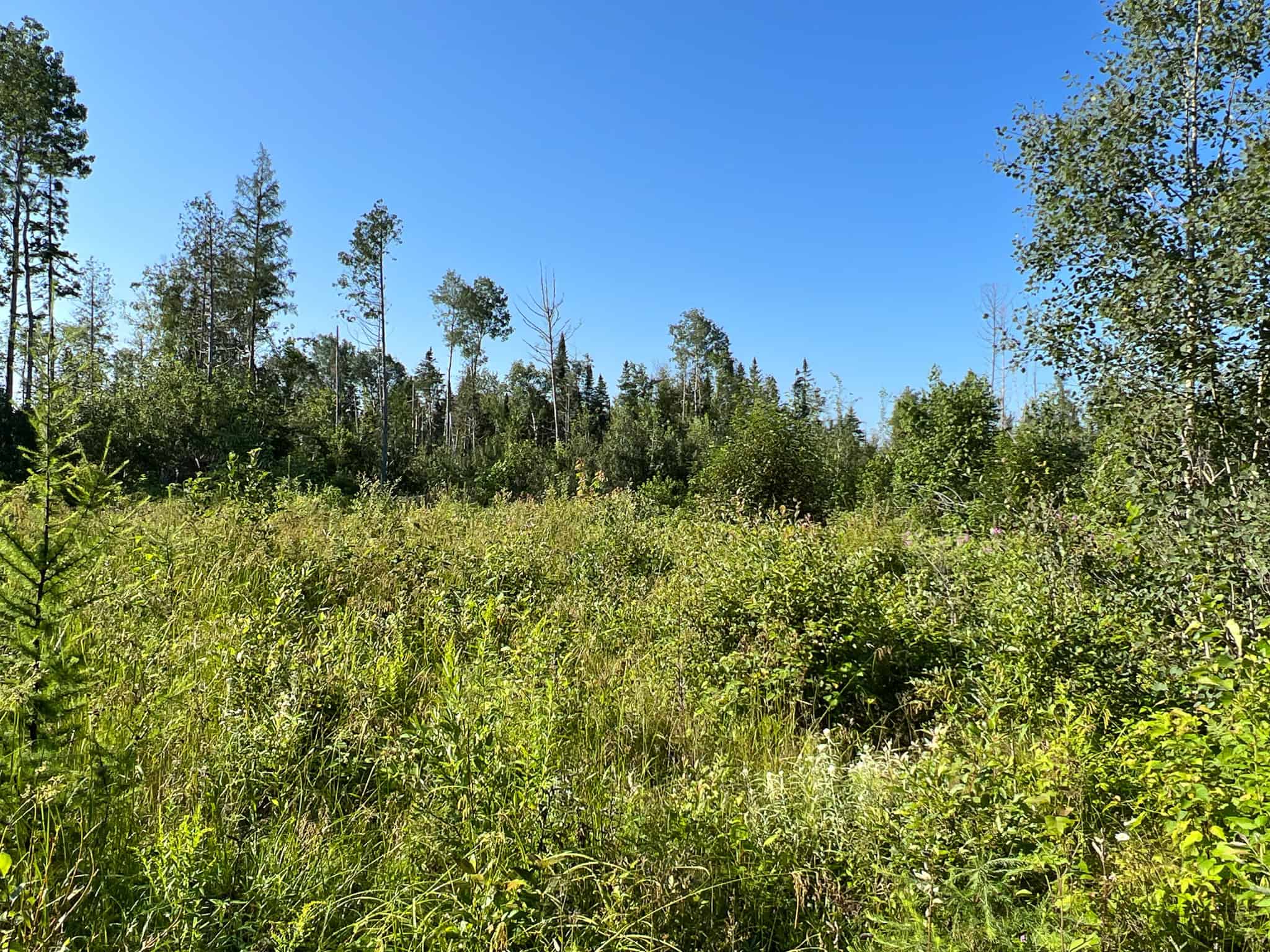 Clayton Brook Forest