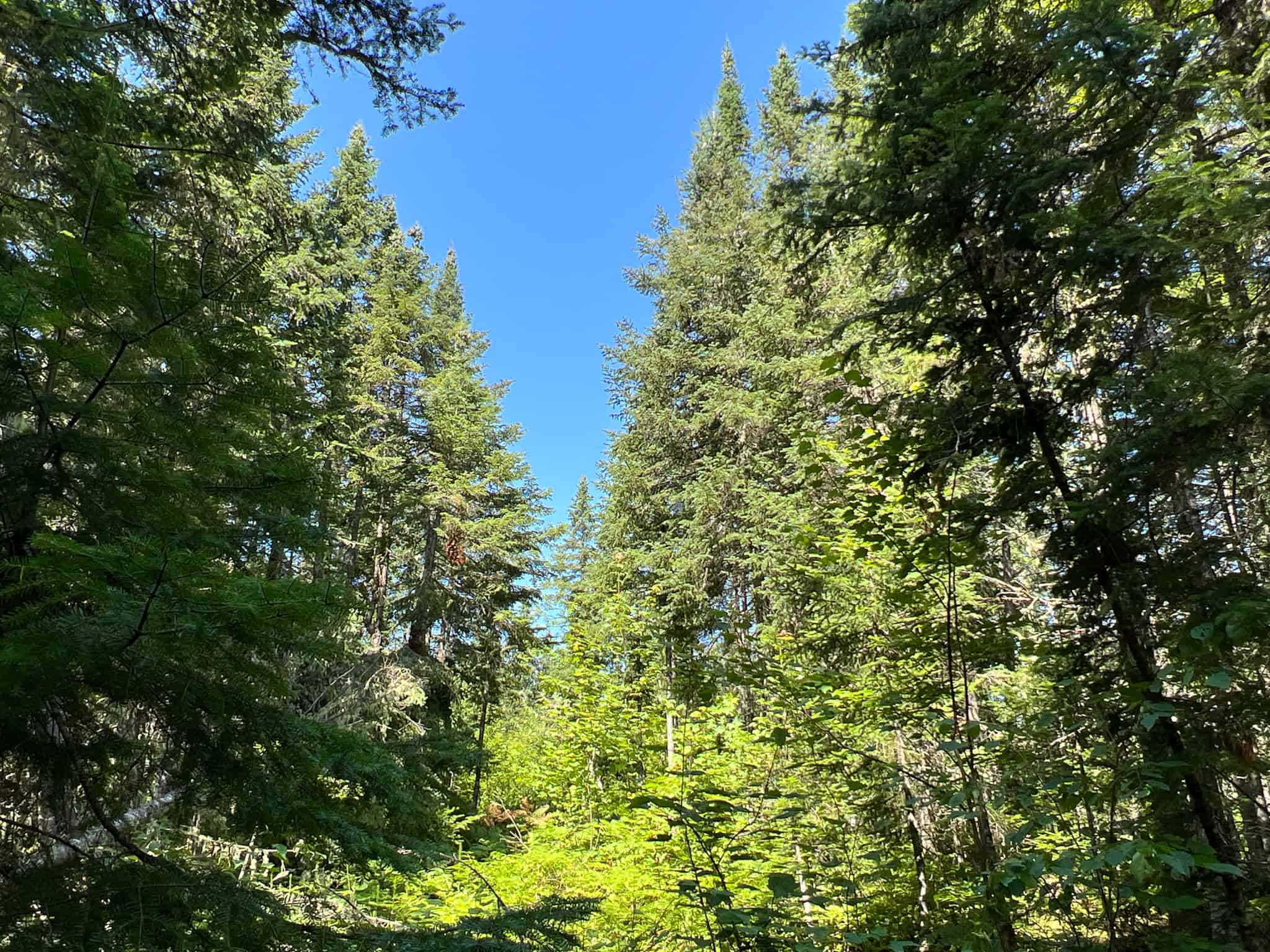 Clayton Brook Forest