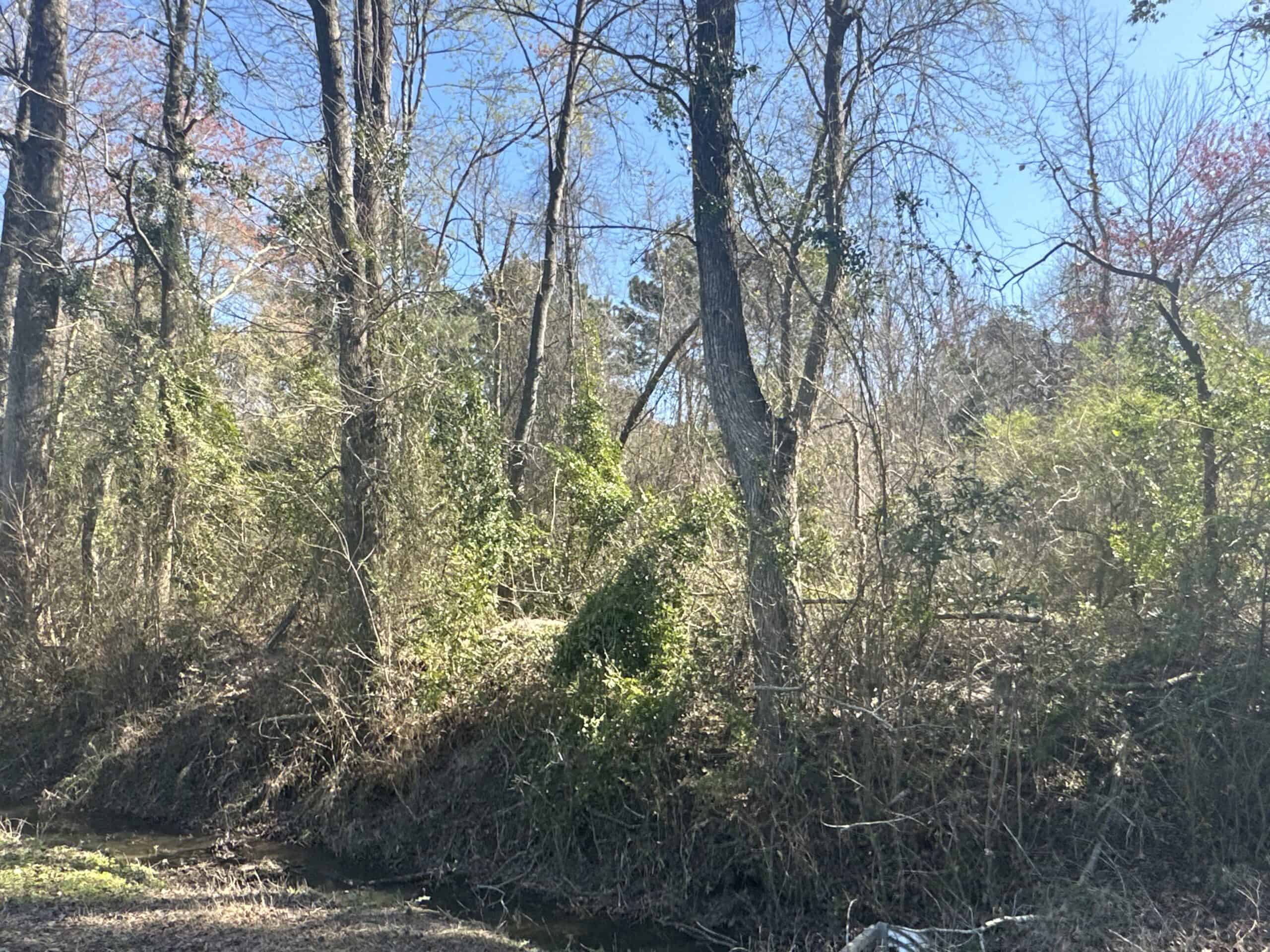 146-Acre Prime Hunting & Timber Land for Sale in Beaufort County, NC