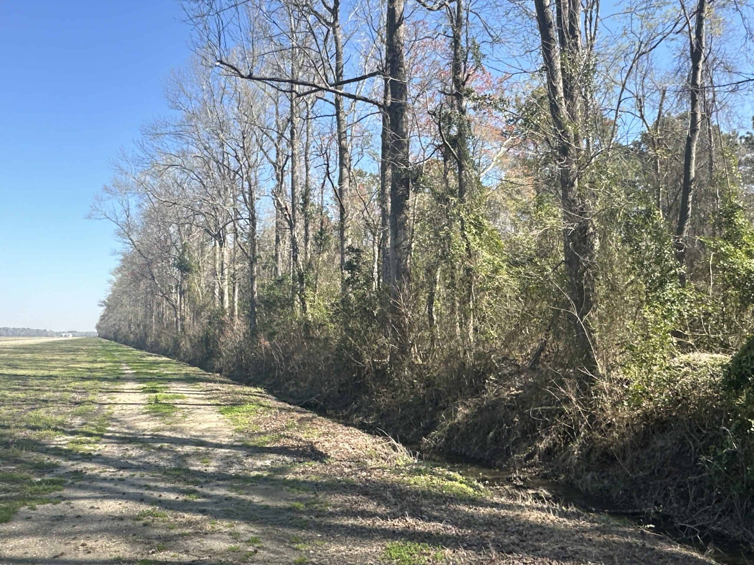 146-Acre Prime Hunting & Timber Land for Sale in Beaufort County, NC