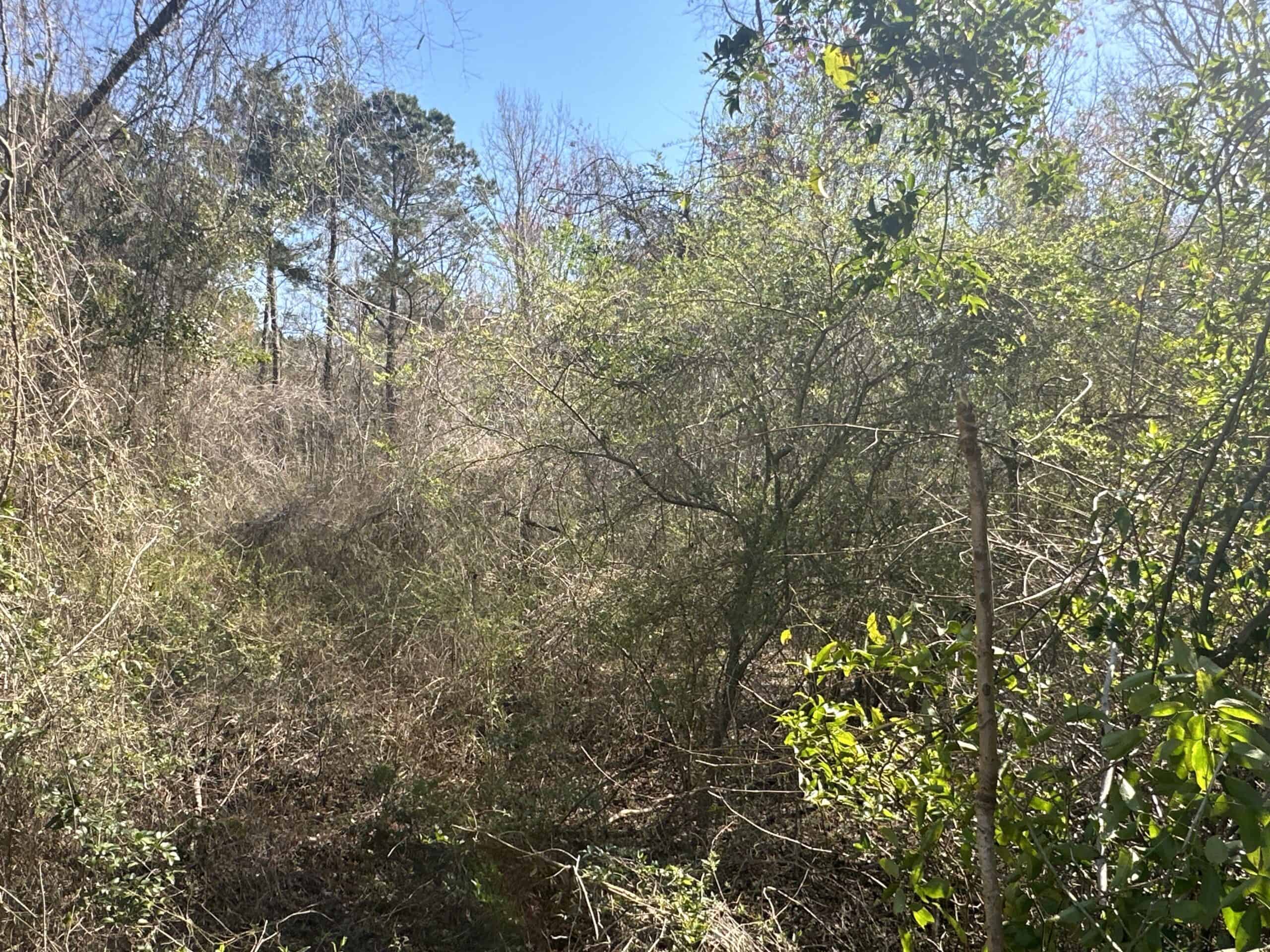 146-Acre Prime Hunting & Timber Land for Sale in Beaufort County, NC