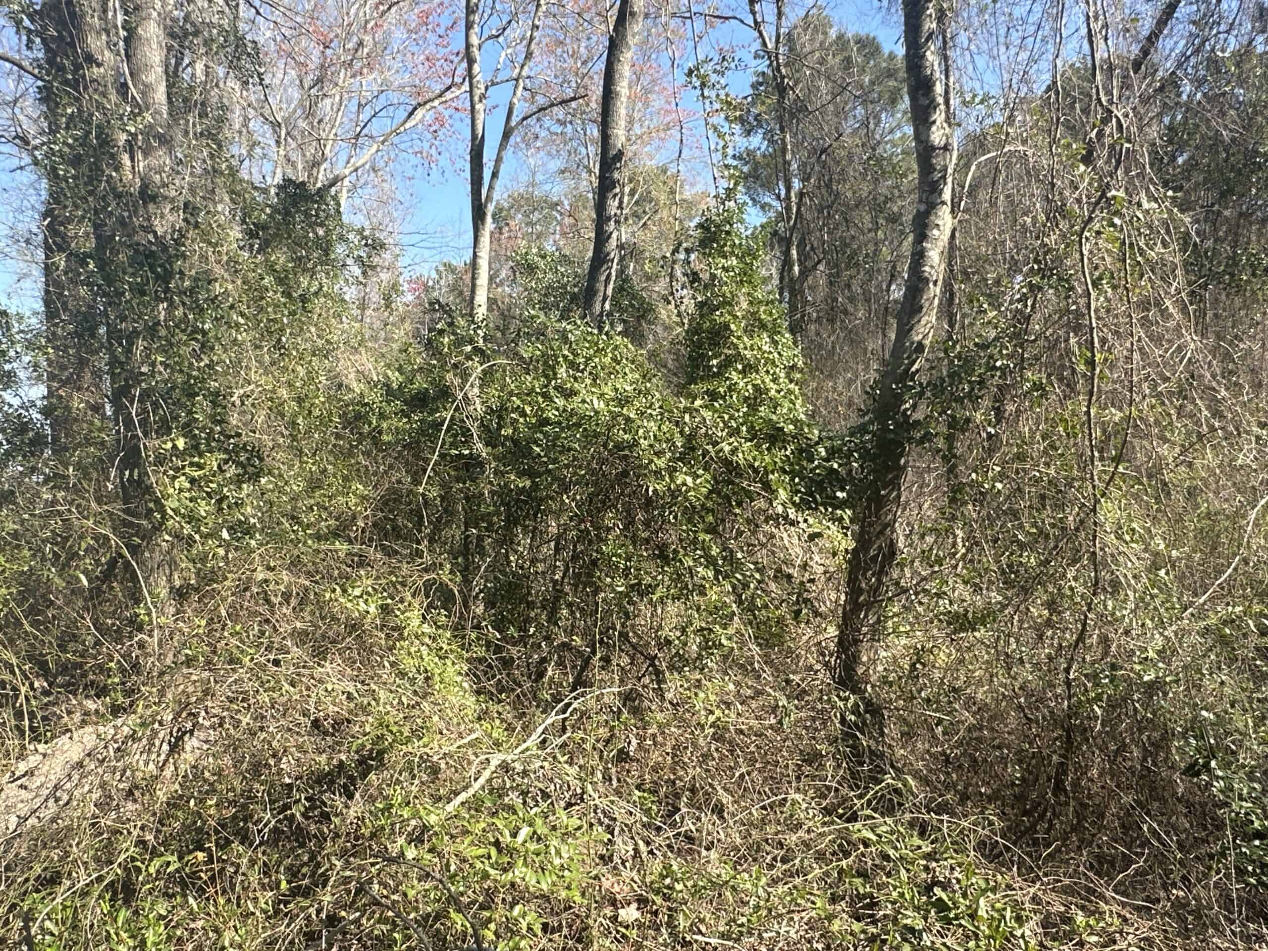 146-Acre Prime Hunting & Timber Land for Sale in Beaufort County, NC