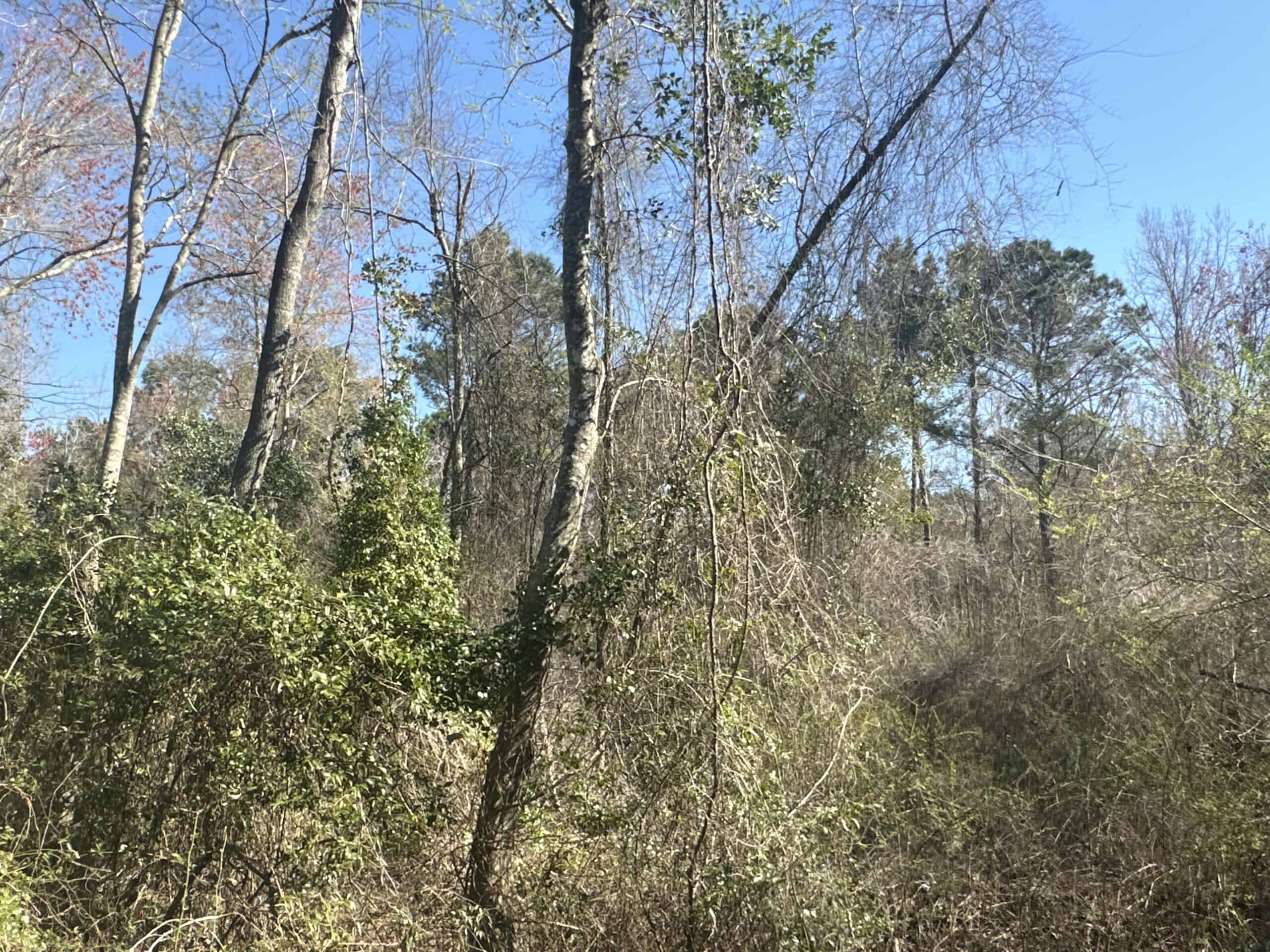 146-Acre Prime Hunting & Timber Land for Sale in Beaufort County, NC