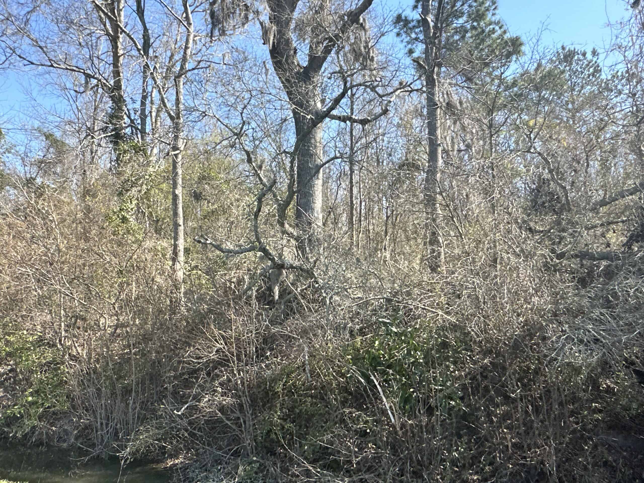 146-Acre Prime Hunting & Timber Land for Sale in Beaufort County, NC