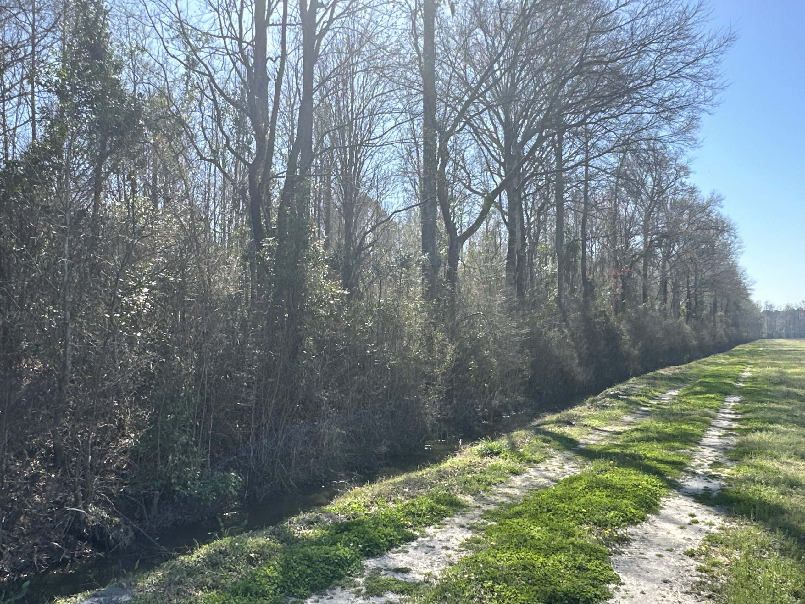 146-Acre Prime Hunting & Timber Land for Sale in Beaufort County, NC