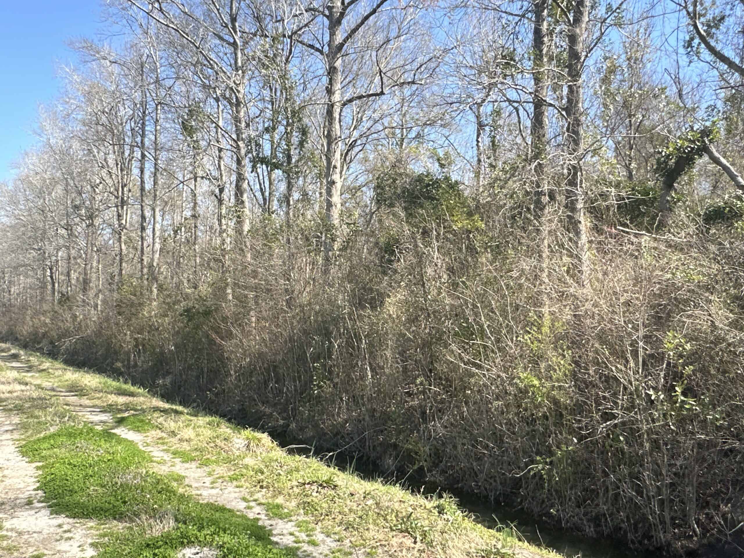 146-Acre Prime Hunting & Timber Land for Sale in Beaufort County, NC