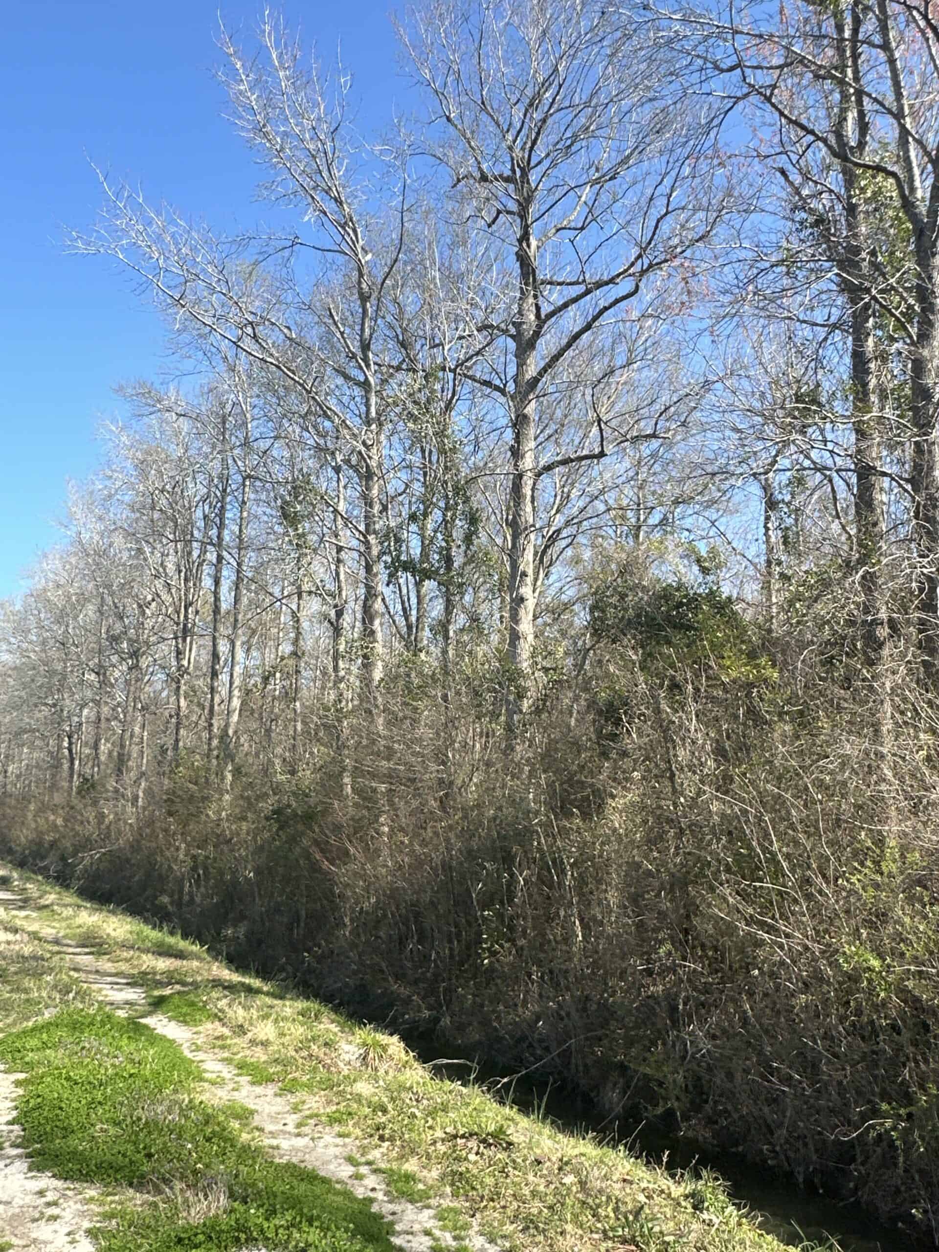 146-Acre Prime Hunting & Timber Land for Sale in Beaufort County, NC