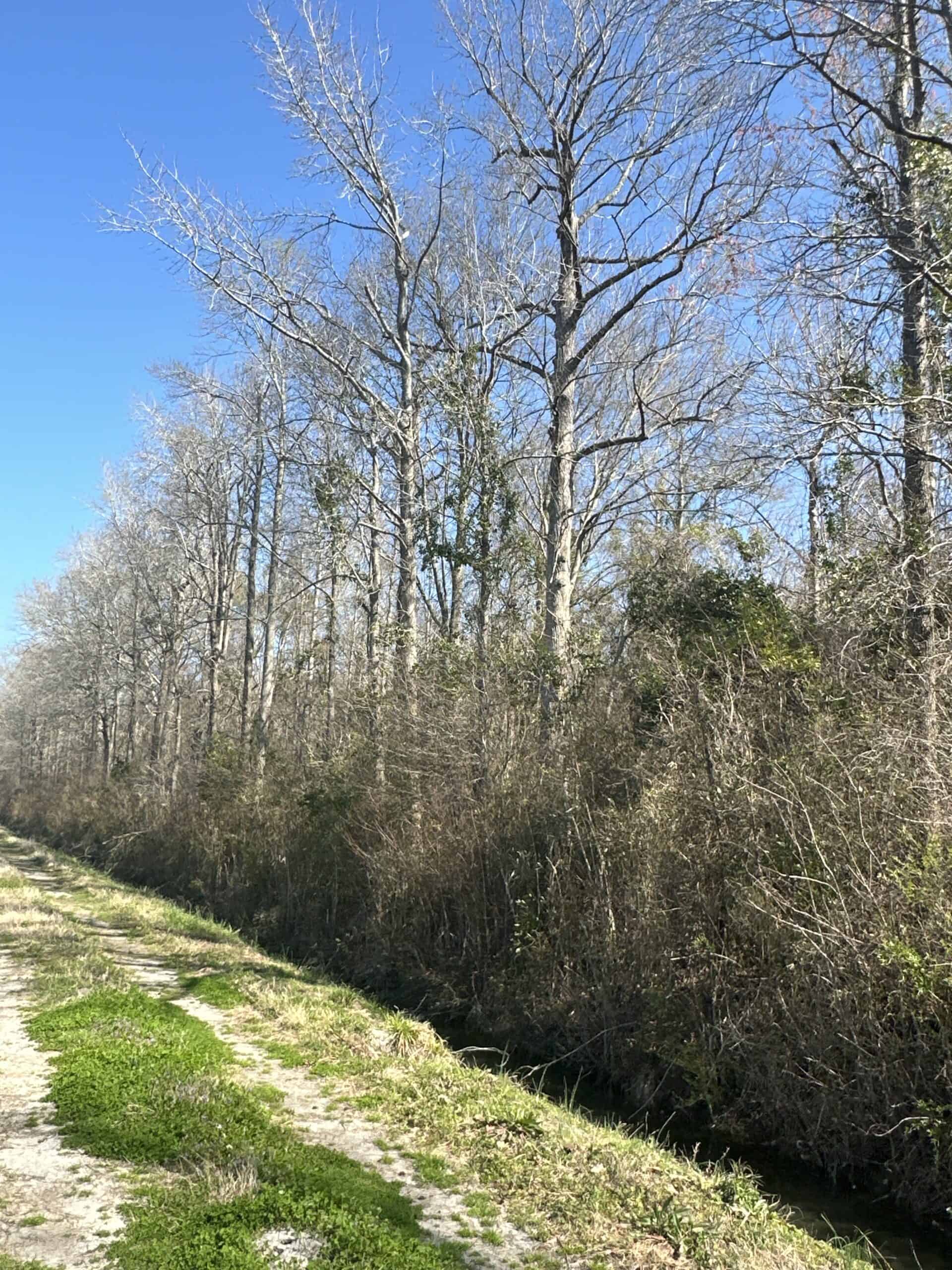 146-Acre Prime Hunting & Timber Land for Sale in Beaufort County, NC