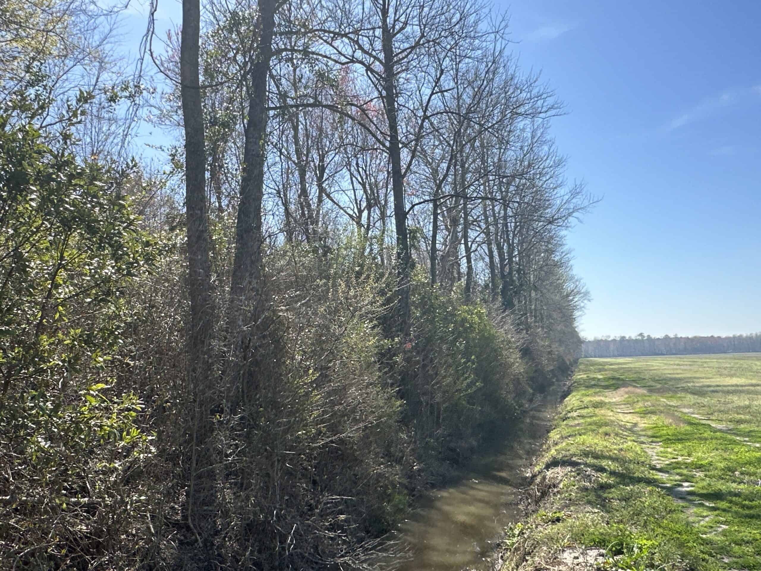 146-Acre Prime Hunting & Timber Land for Sale in Beaufort County, NC