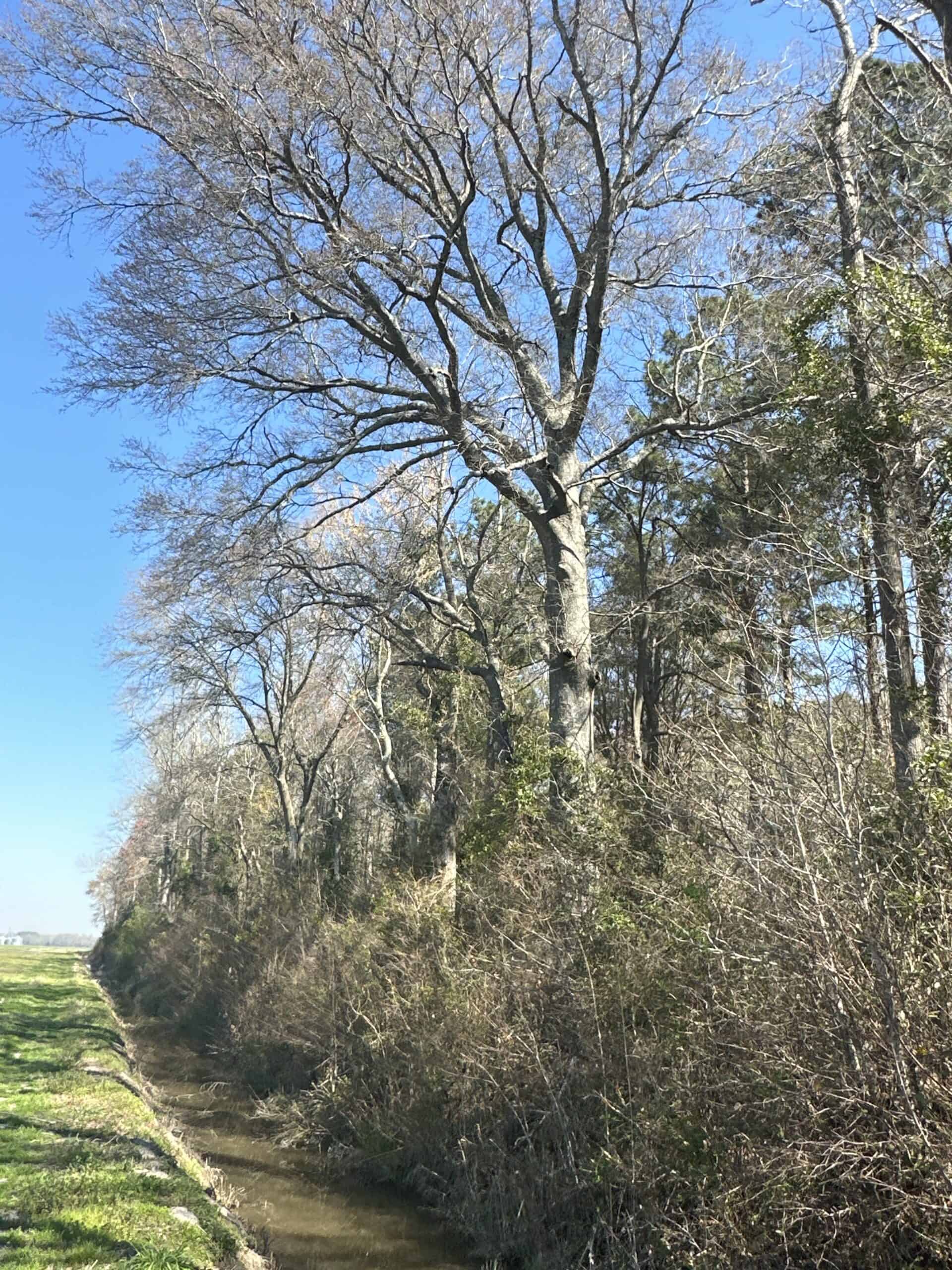 146-Acre Prime Hunting & Timber Land for Sale in Beaufort County, NC