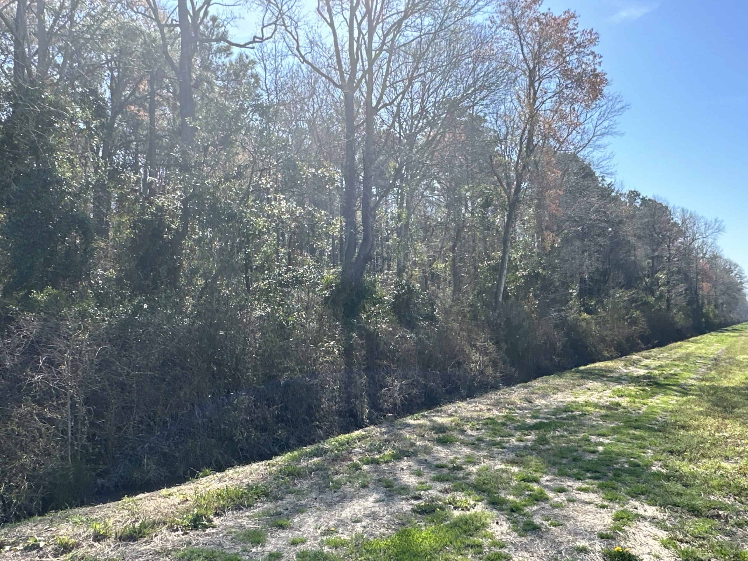 146-Acre Prime Hunting & Timber Land for Sale in Beaufort County, NC