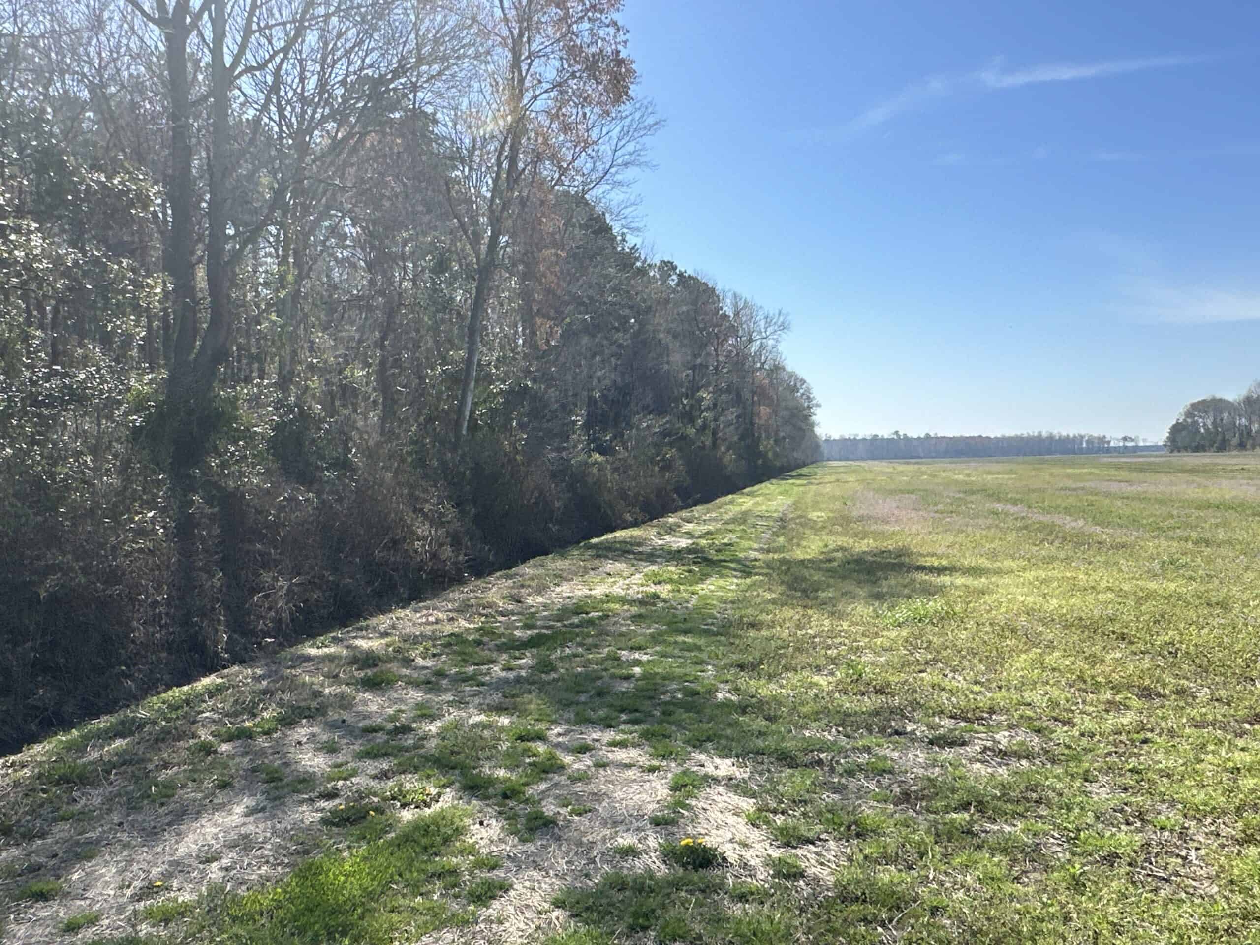 146-Acre Prime Hunting & Timber Land for Sale in Beaufort County, NC