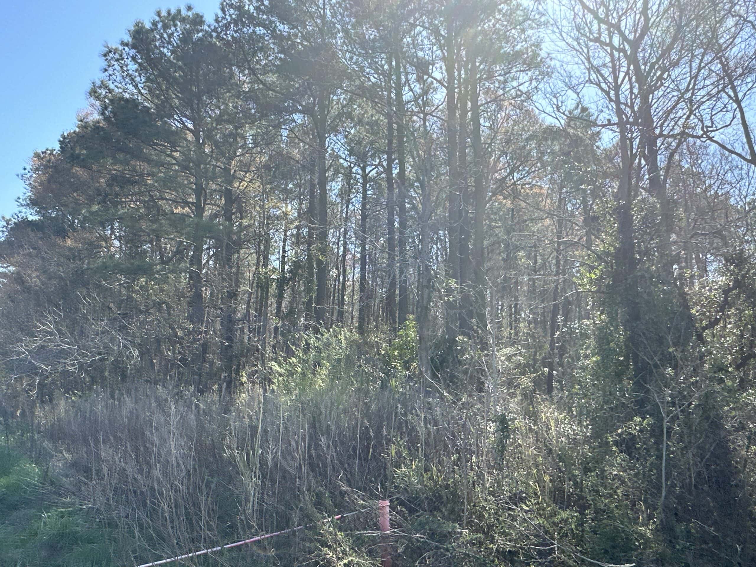 146-Acre Prime Hunting & Timber Land for Sale in Beaufort County, NC