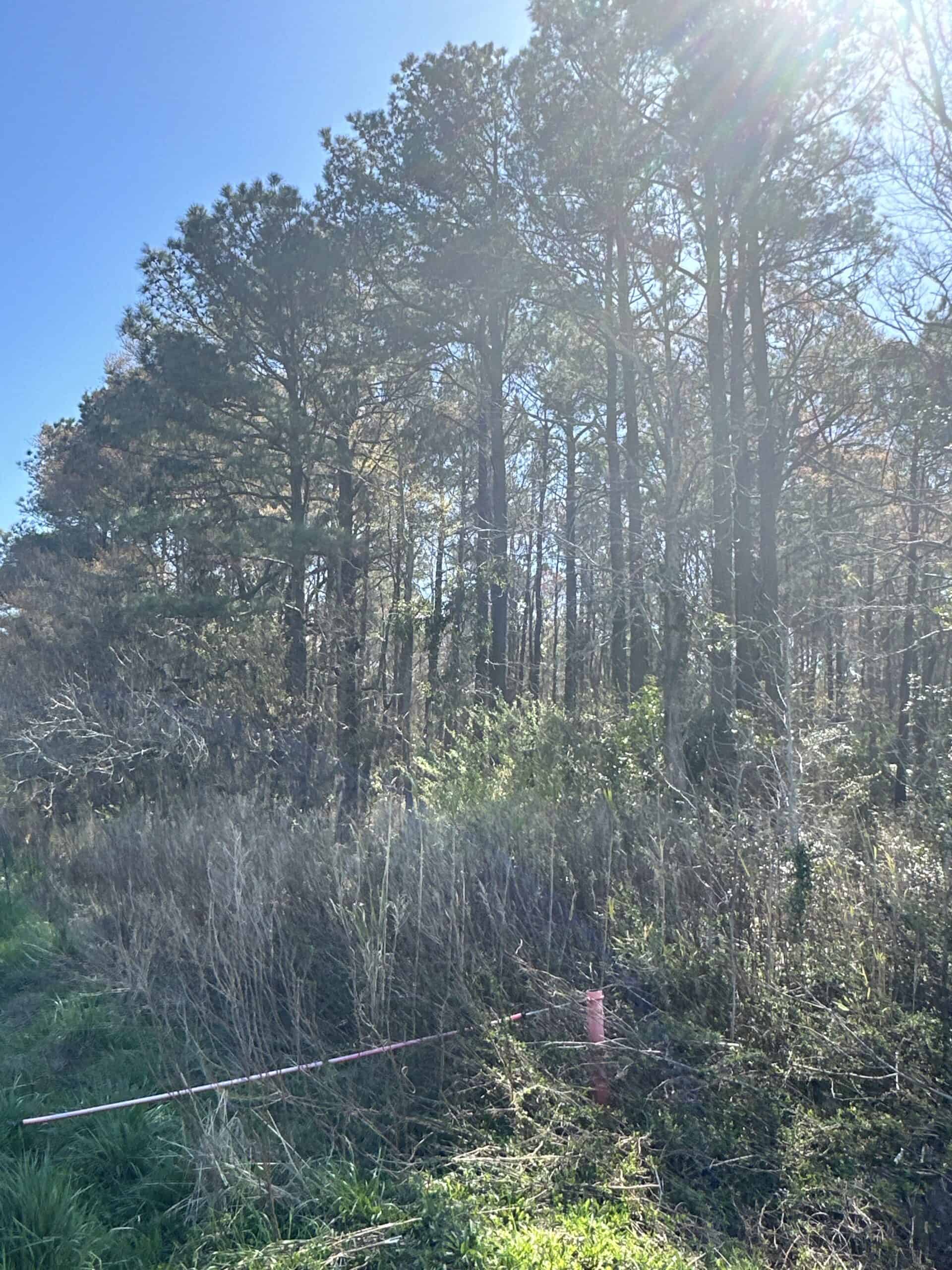 146-Acre Prime Hunting & Timber Land for Sale in Beaufort County, NC