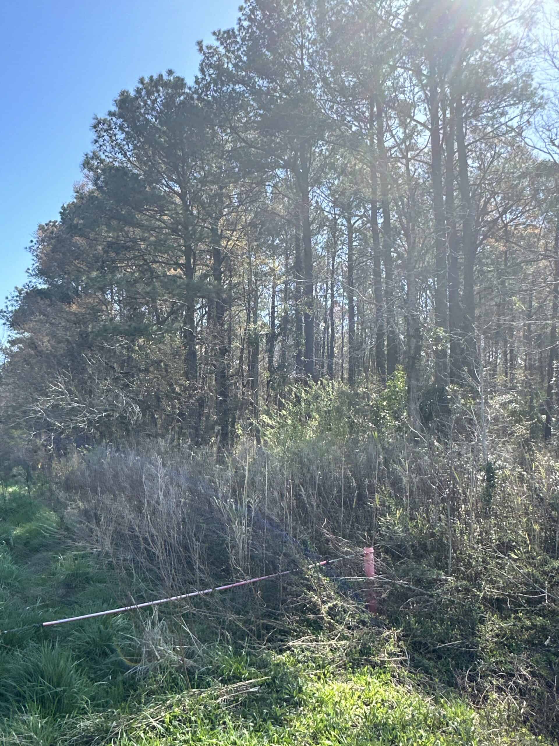 146-Acre Prime Hunting & Timber Land for Sale in Beaufort County, NC