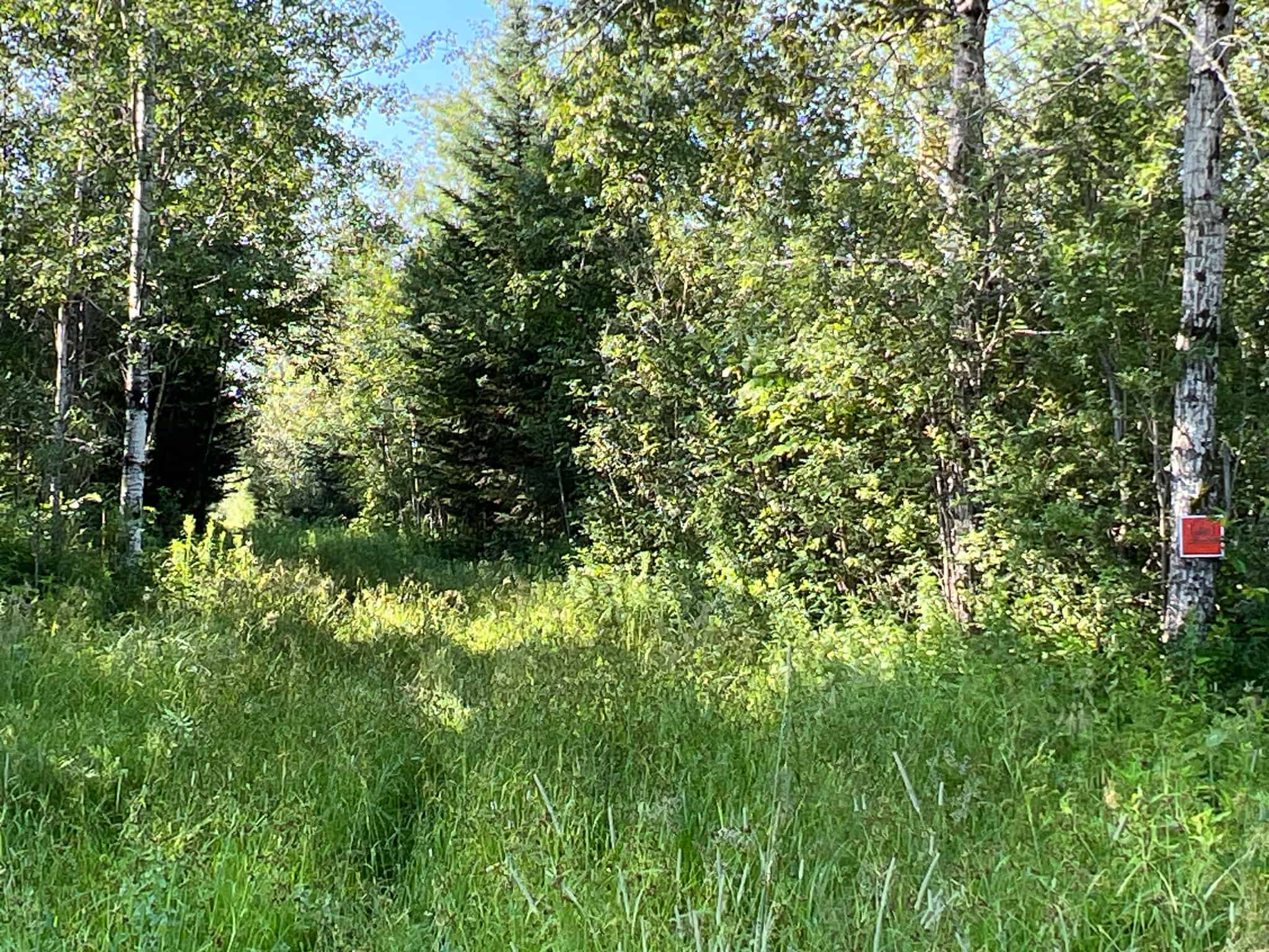 Clayton Brook Forest