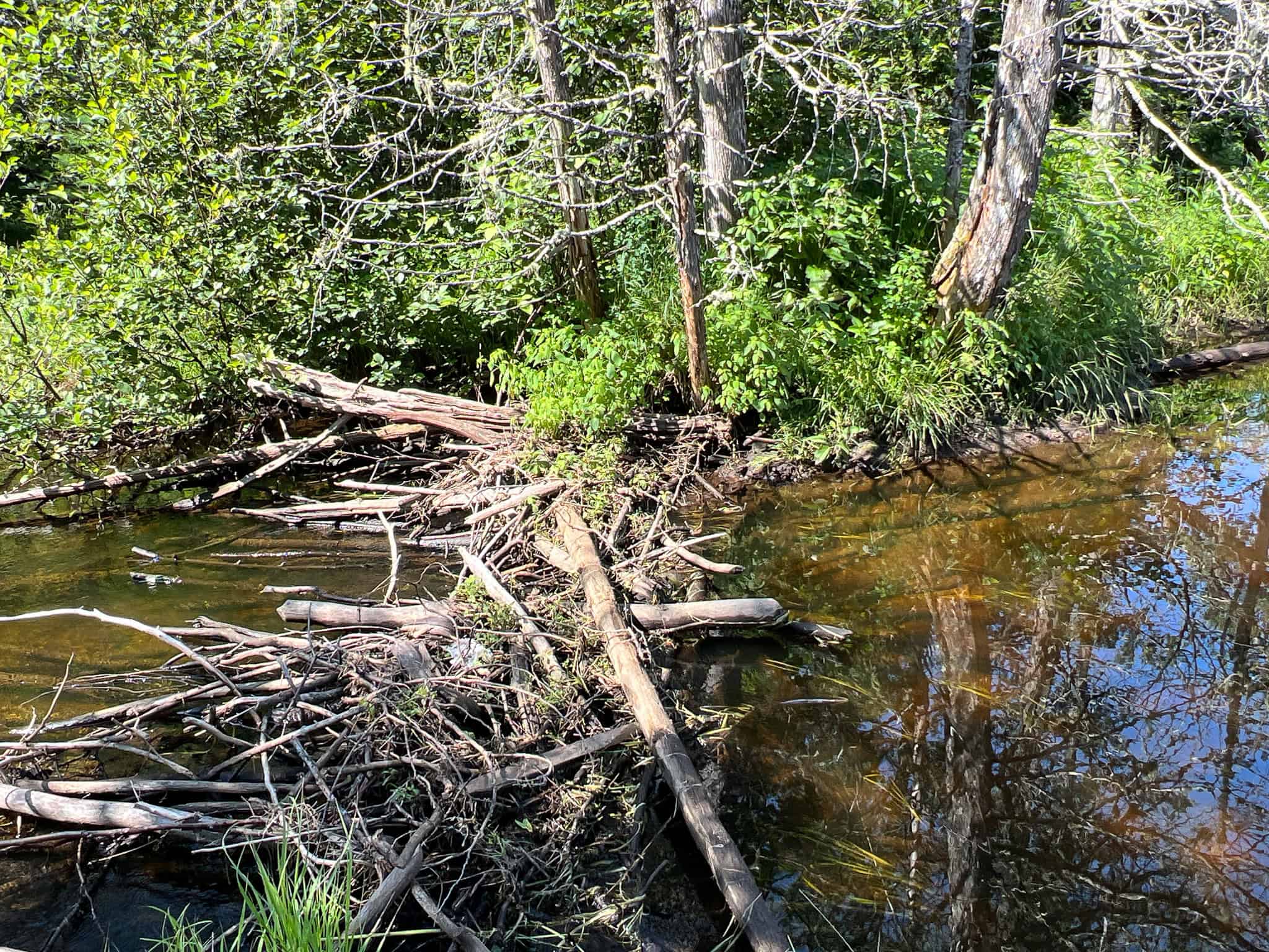 Clayton Brook Forest