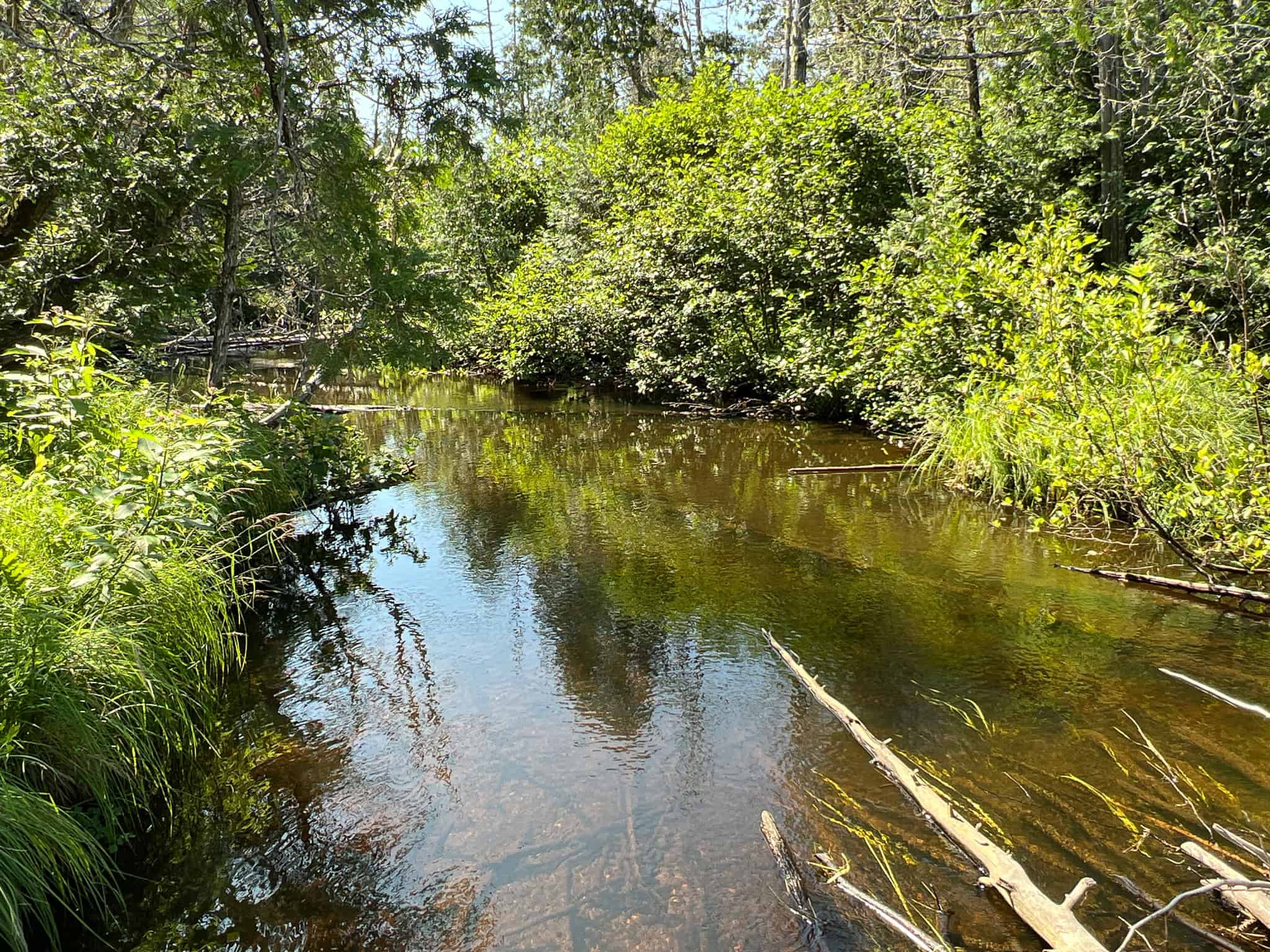 Clayton Brook Forest