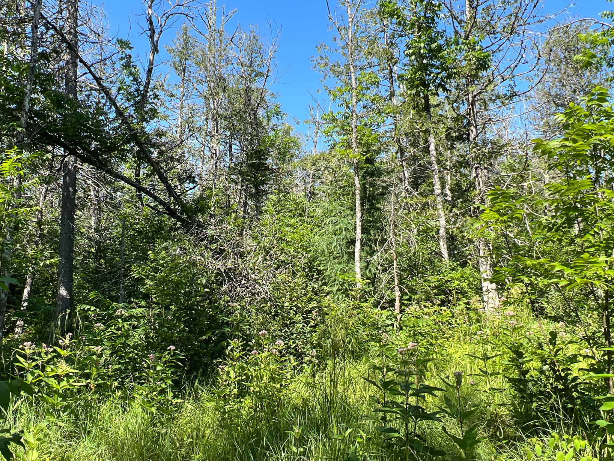 Clayton Brook Forest
