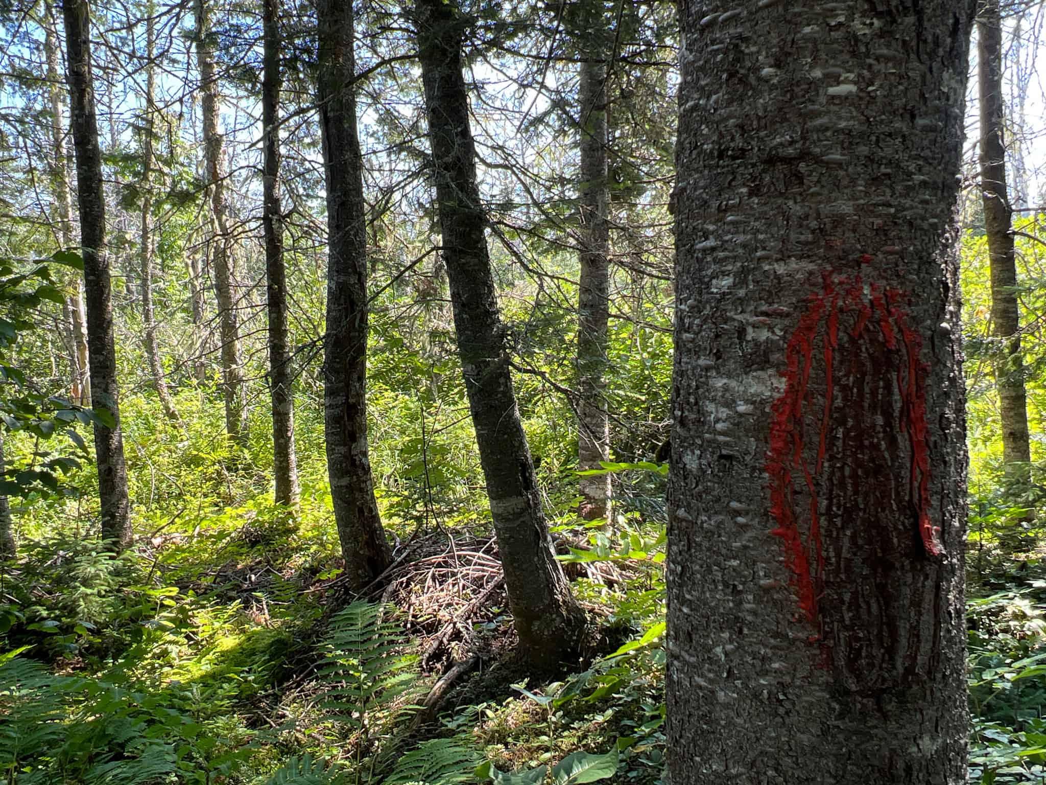 Clayton Brook Forest