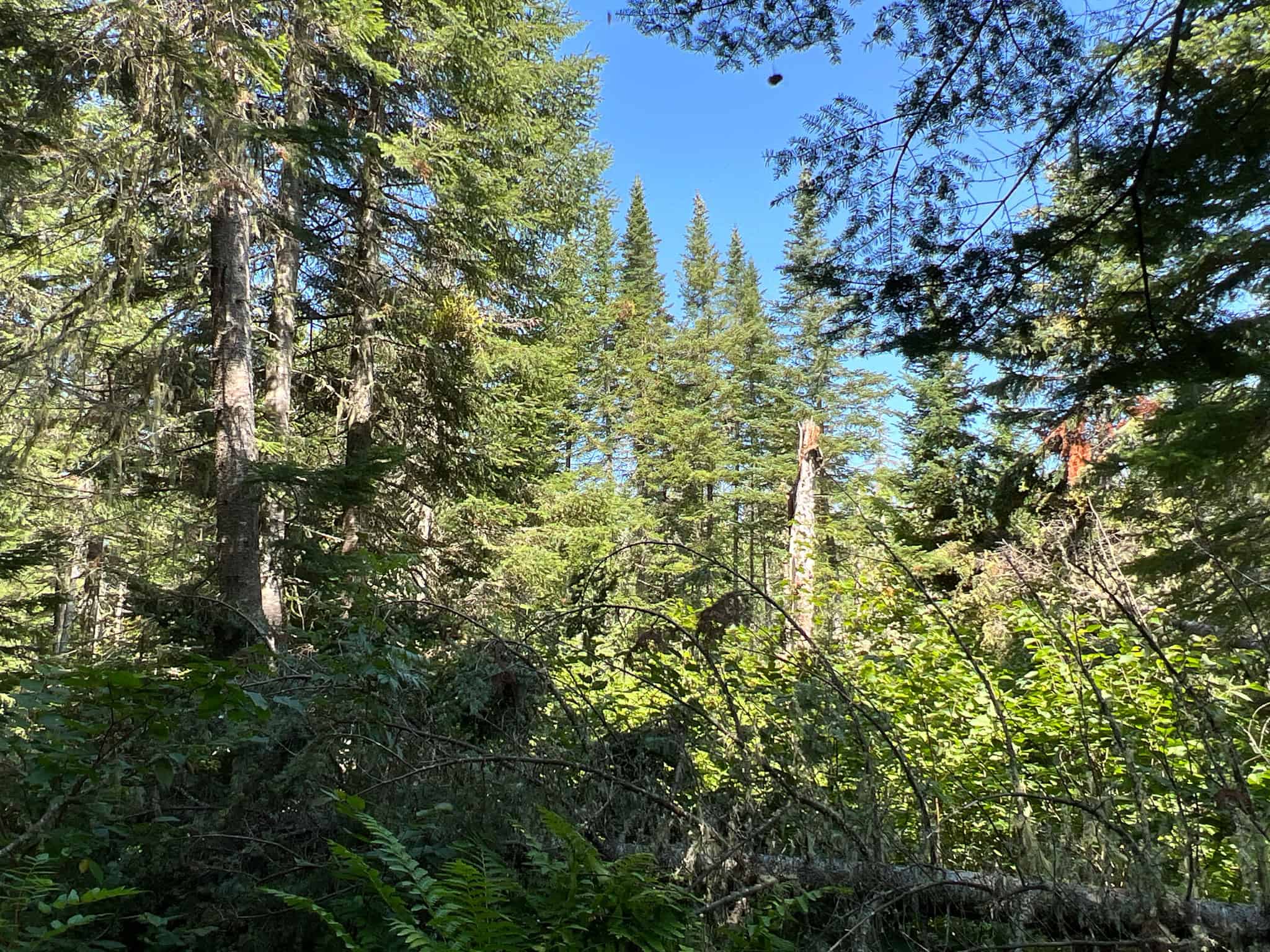 Clayton Brook Forest