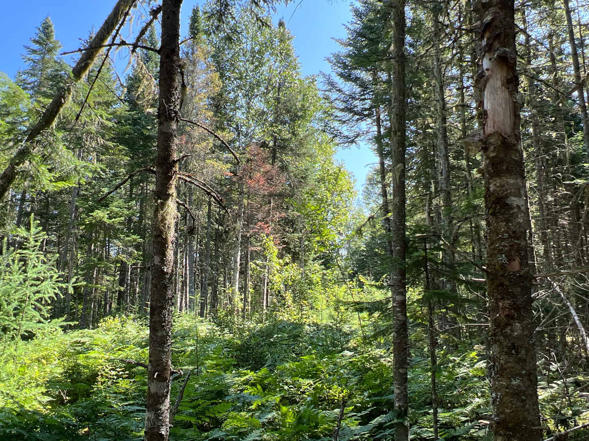 Clayton Brook Forest