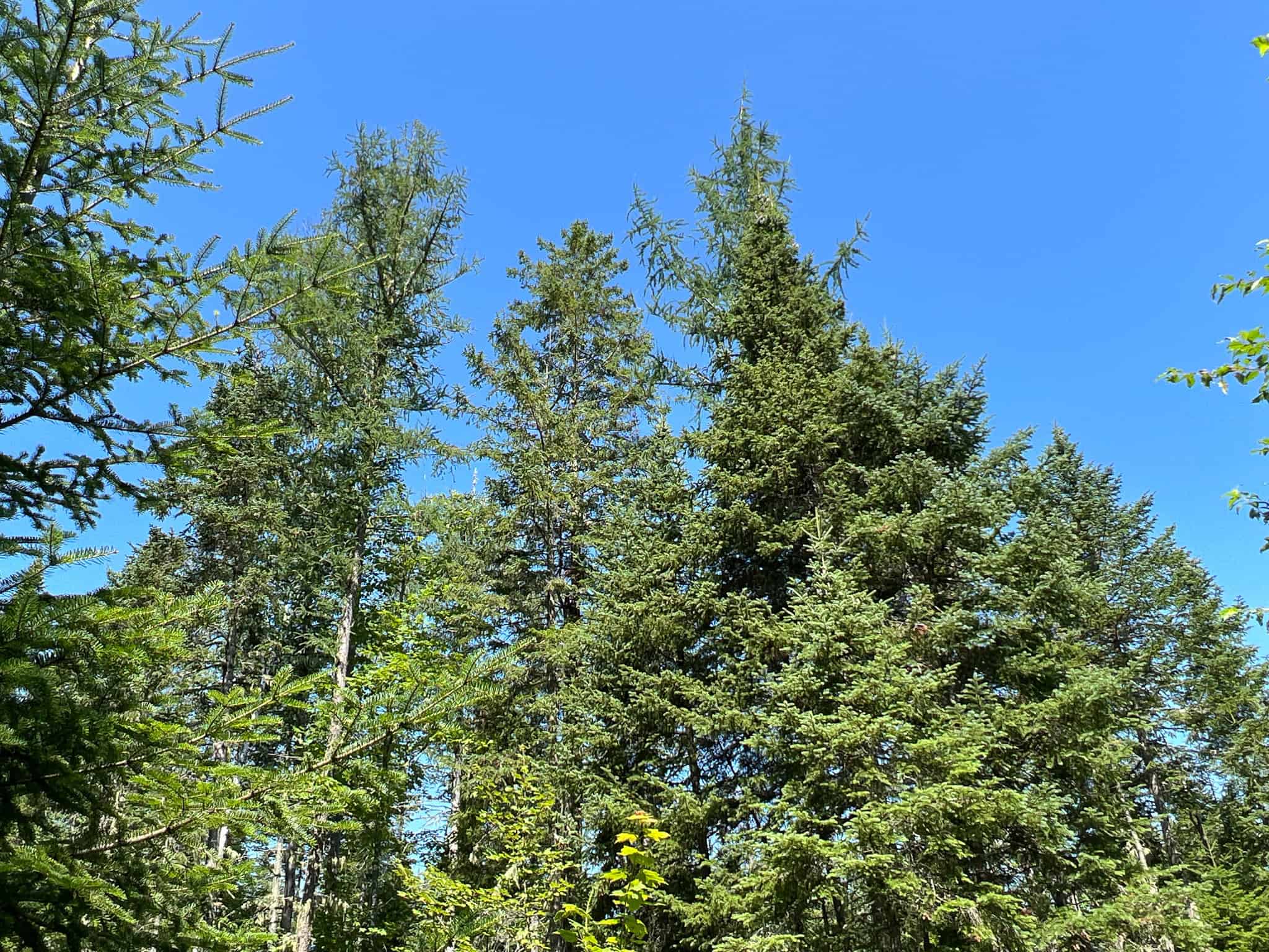 Clayton Brook Forest