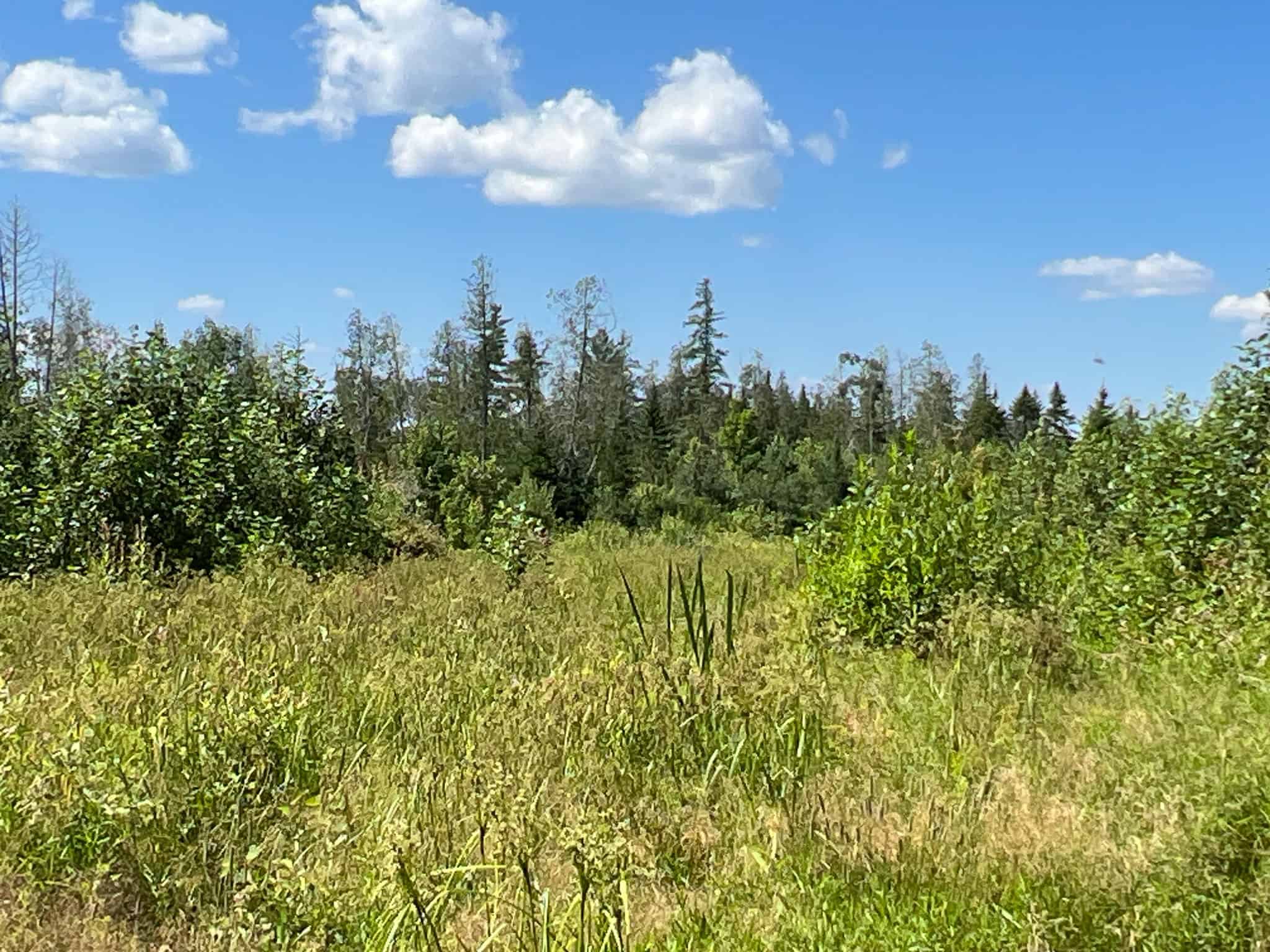 Clayton Brook Forest
