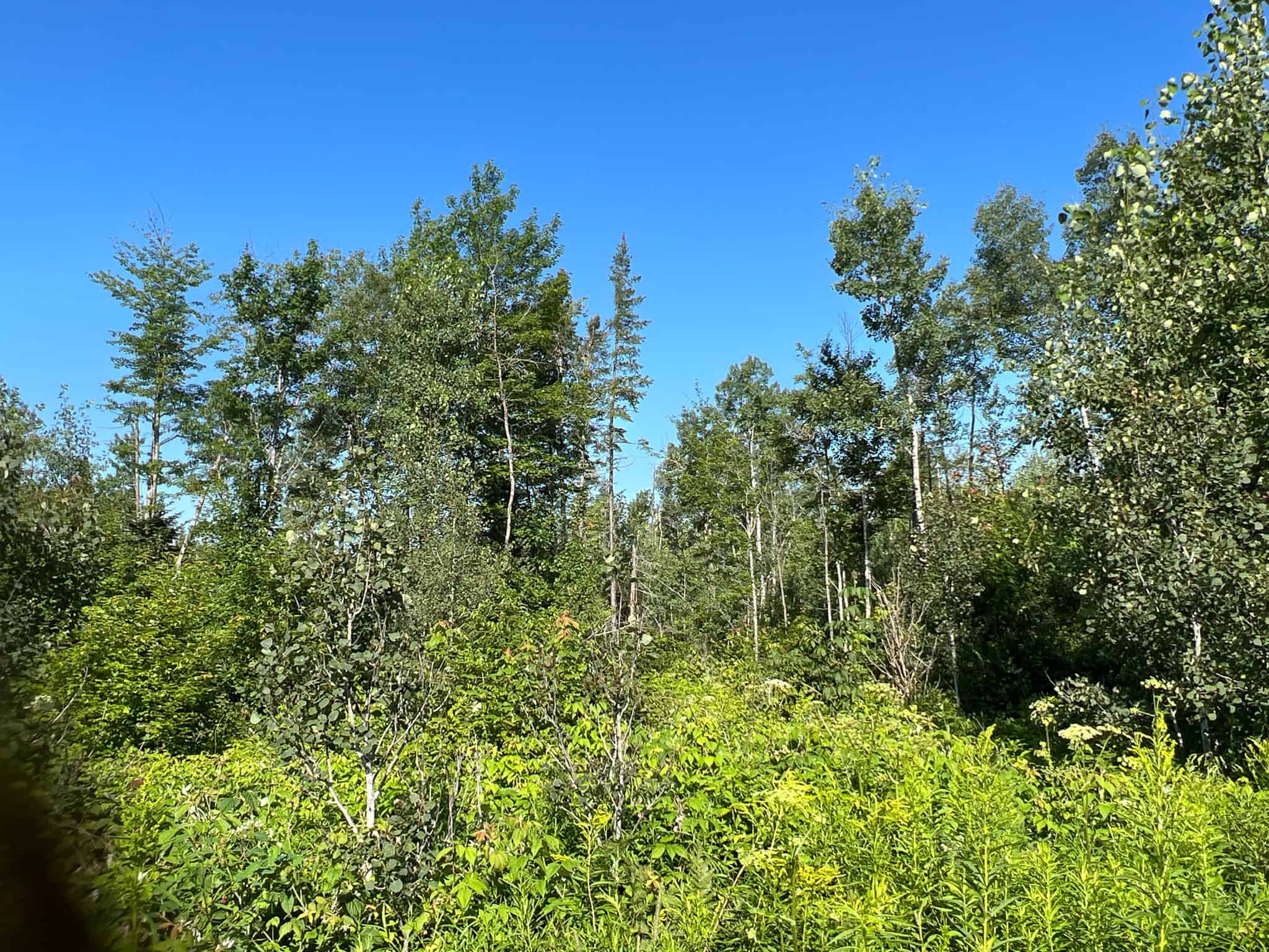 Clayton Brook Forest