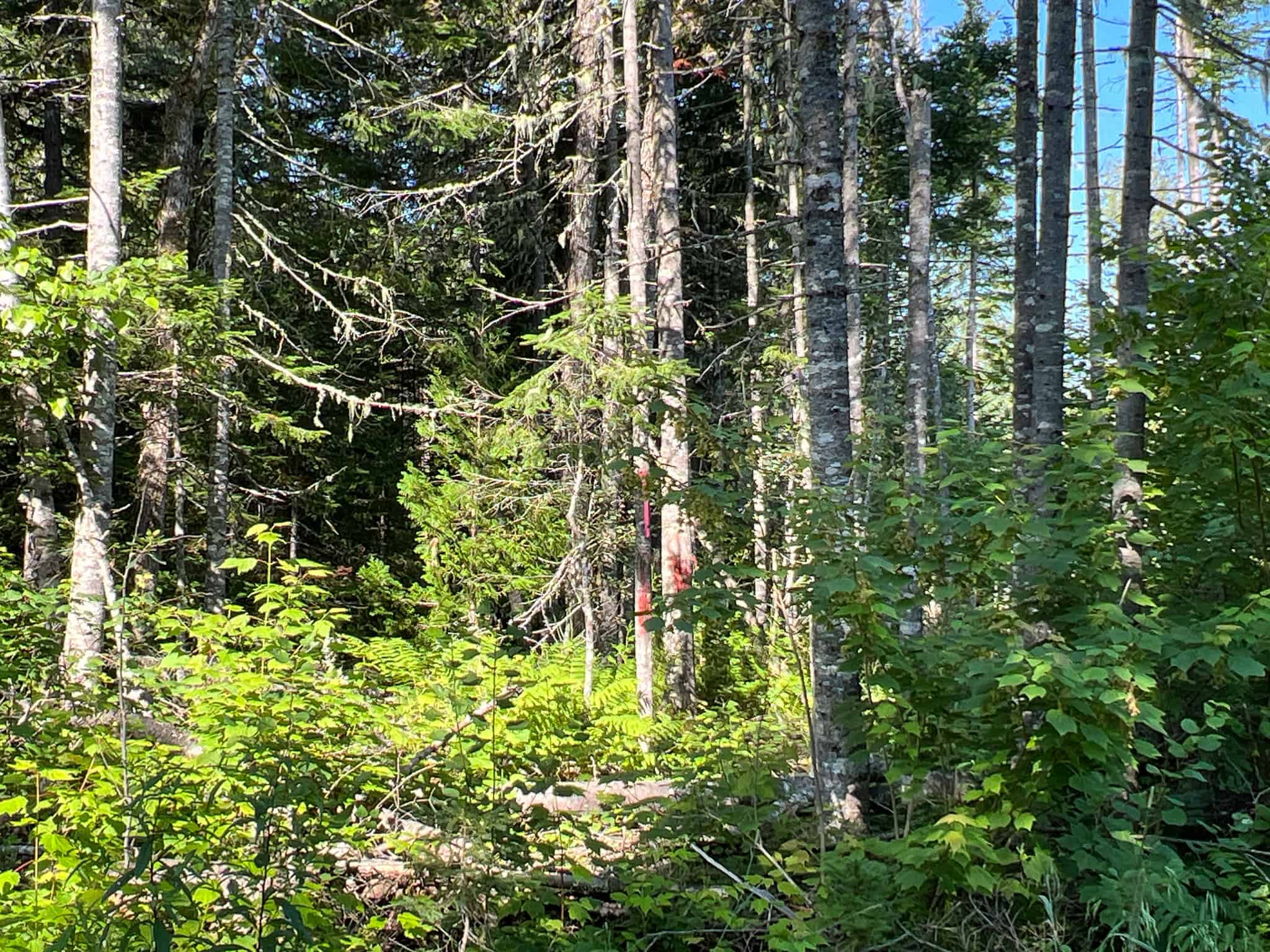 Clayton Brook Forest