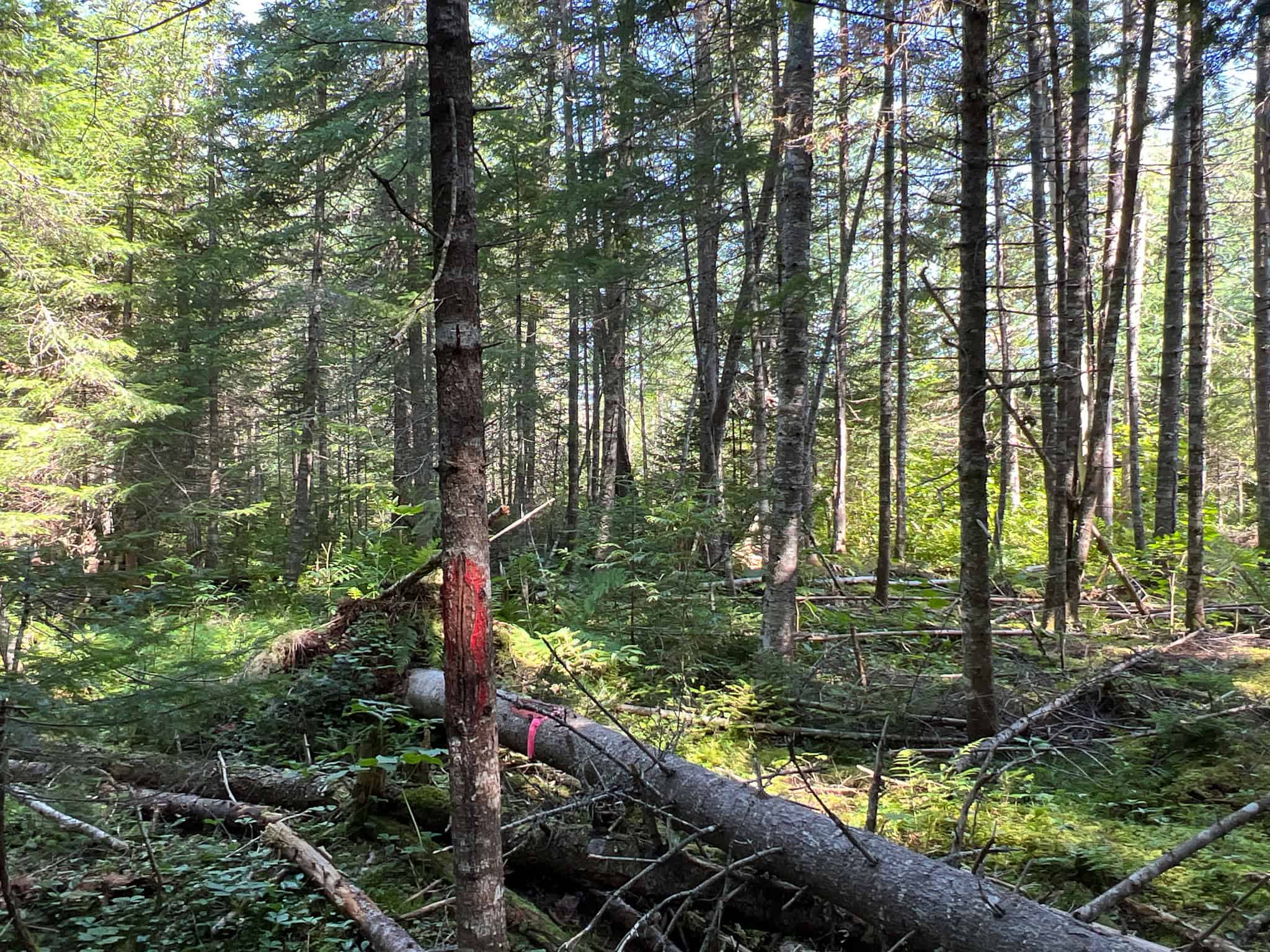 Clayton Brook Forest