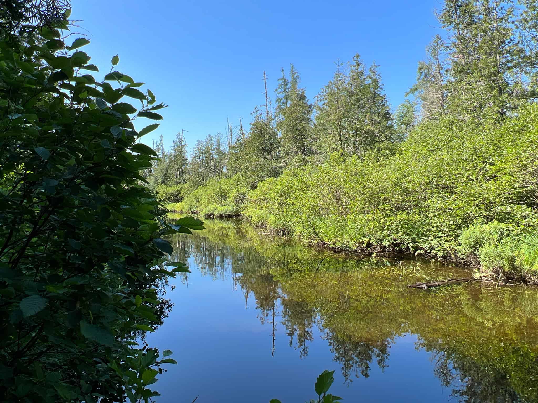 Clayton Brook Forest