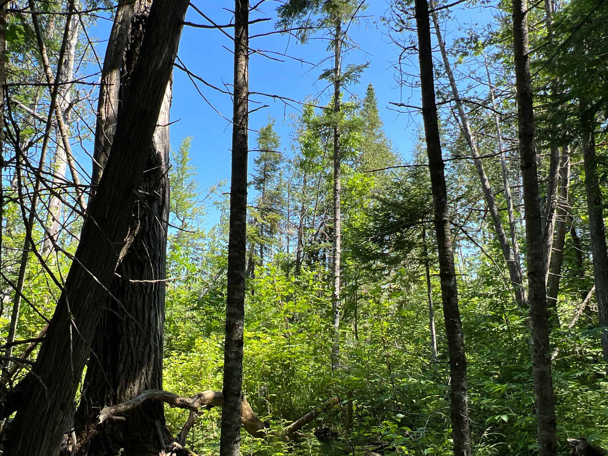Clayton Brook Forest