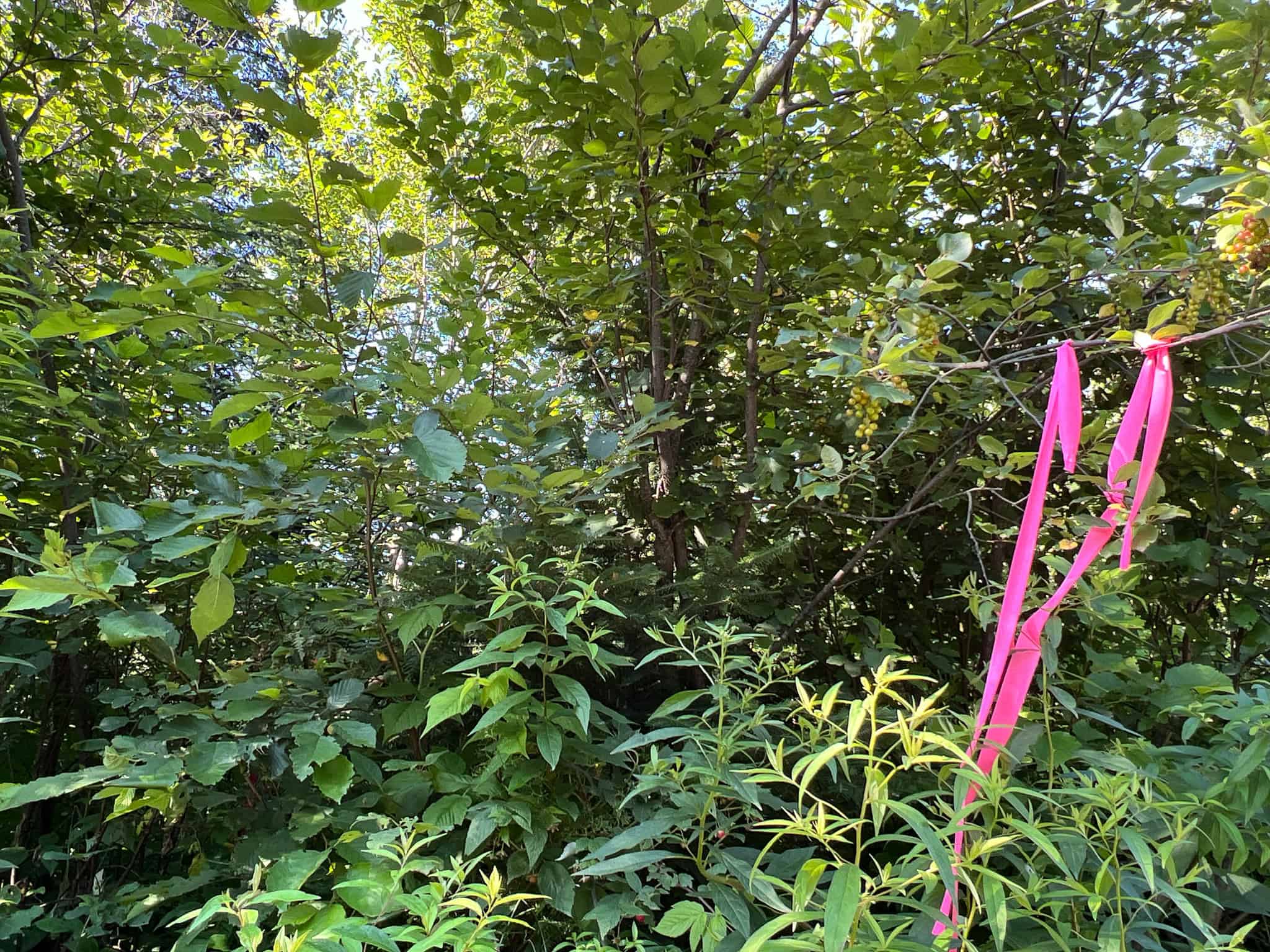 Clayton Brook Forest