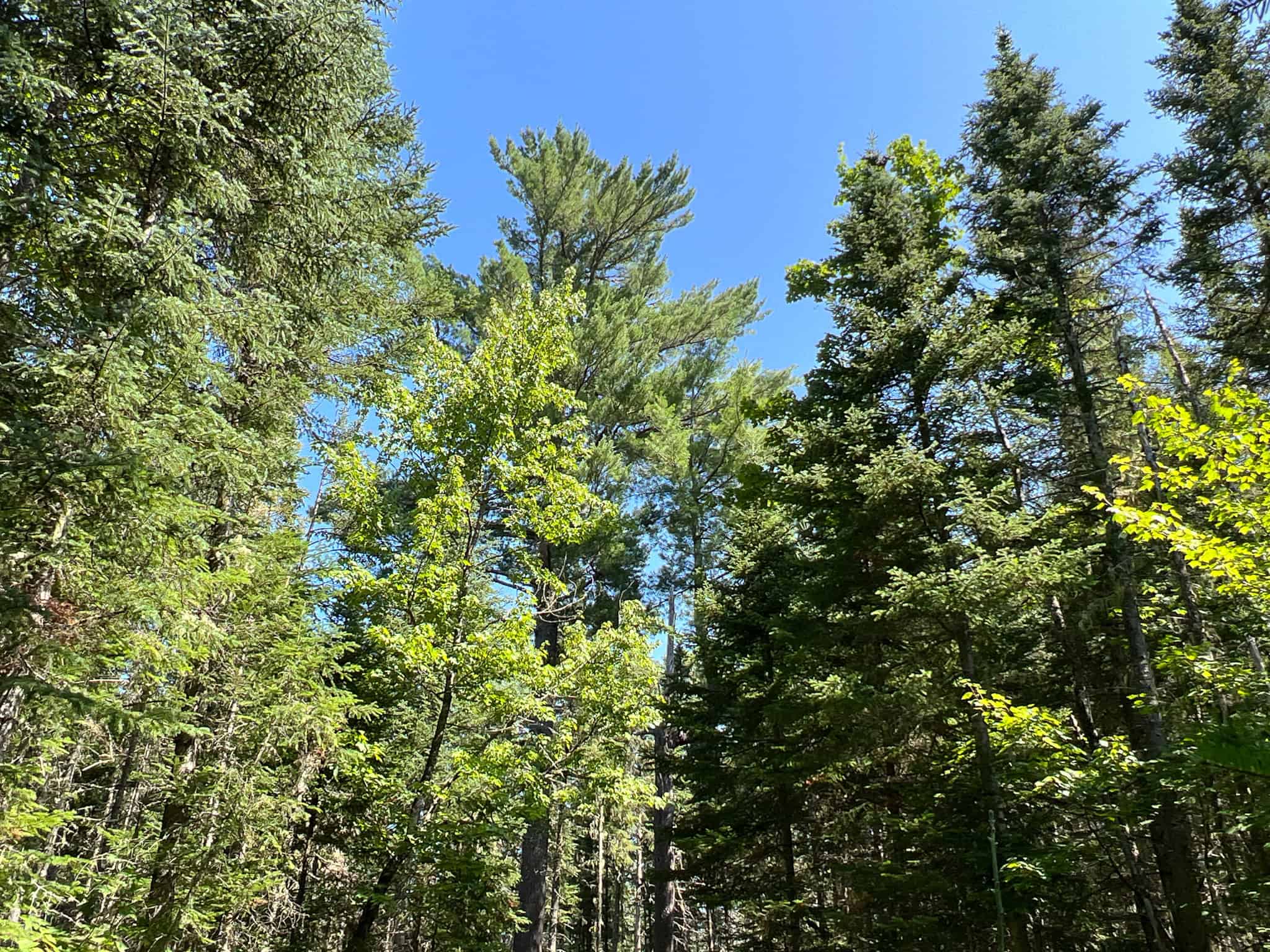 Clayton Brook Forest