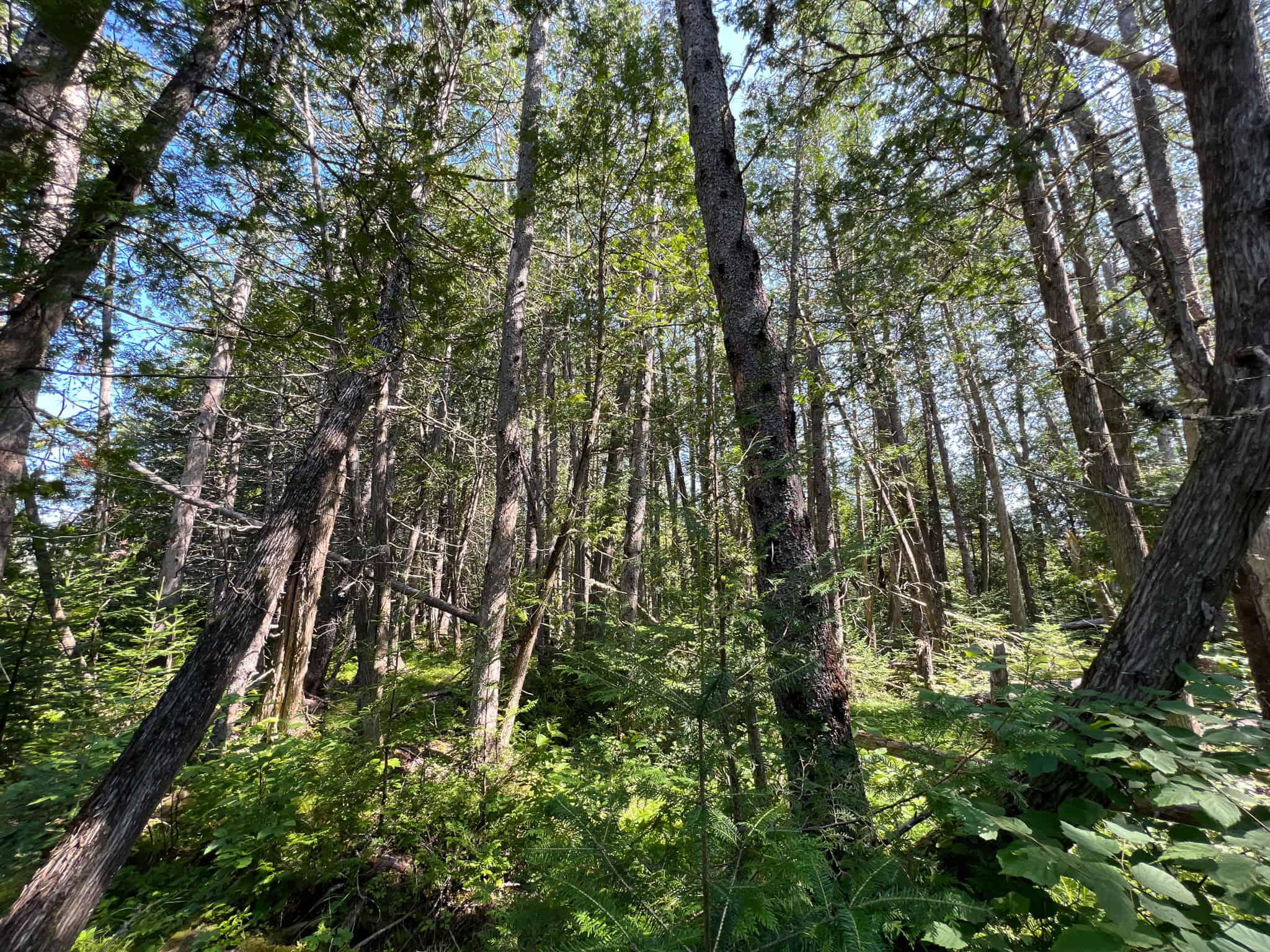 Clayton Brook Forest