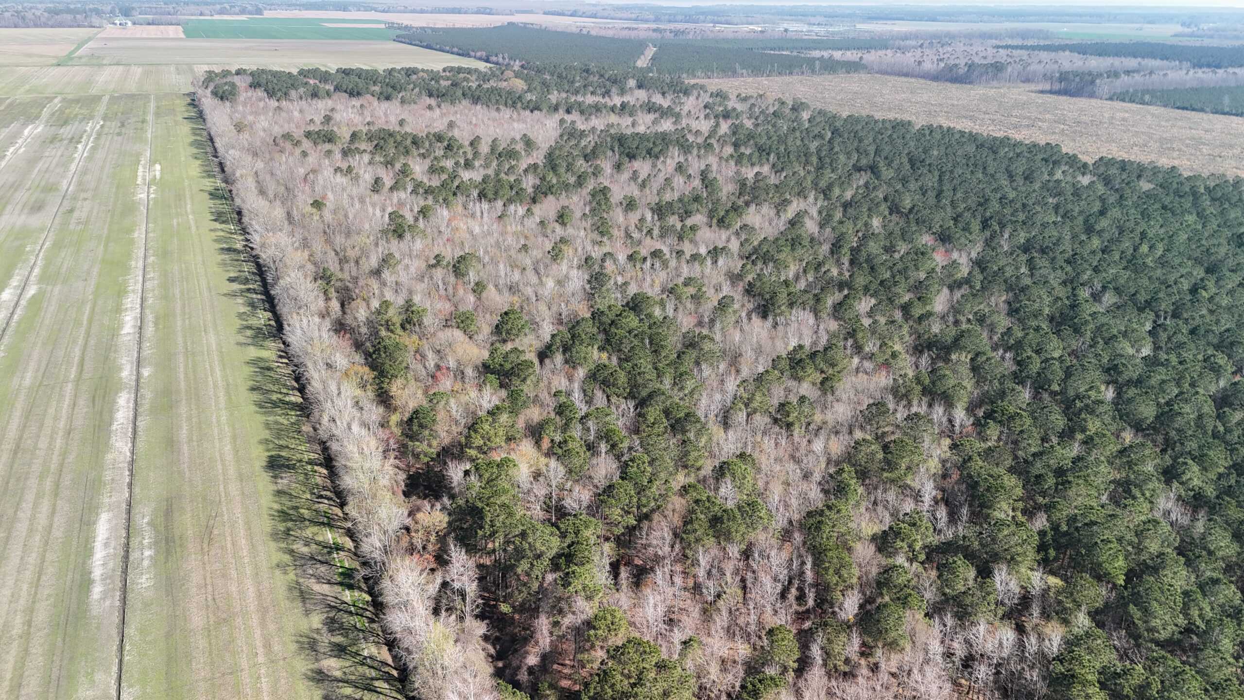 146-Acre Prime Hunting & Timber Land for Sale in Beaufort County, NC