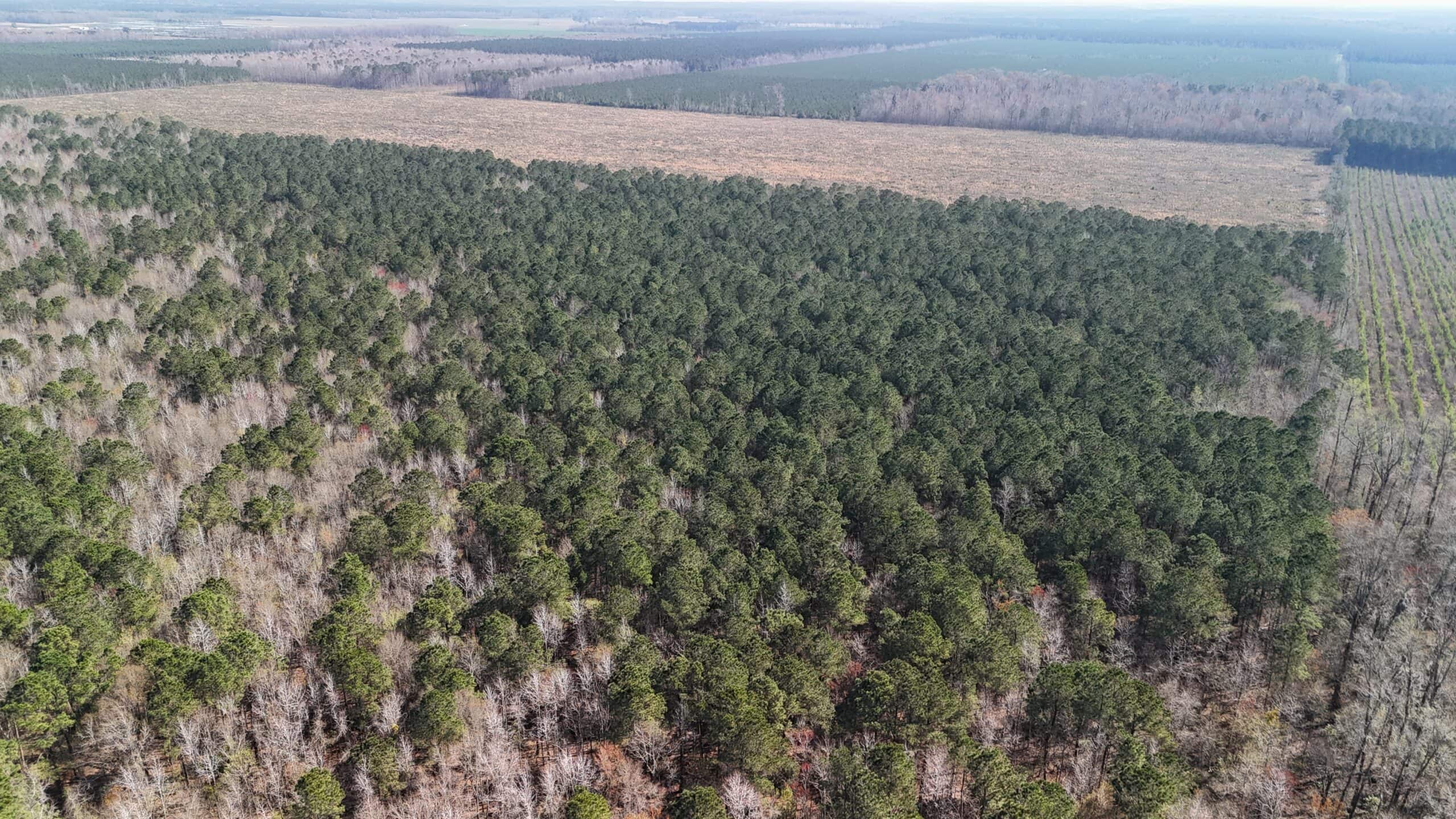 146-Acre Prime Hunting & Timber Land for Sale in Beaufort County, NC