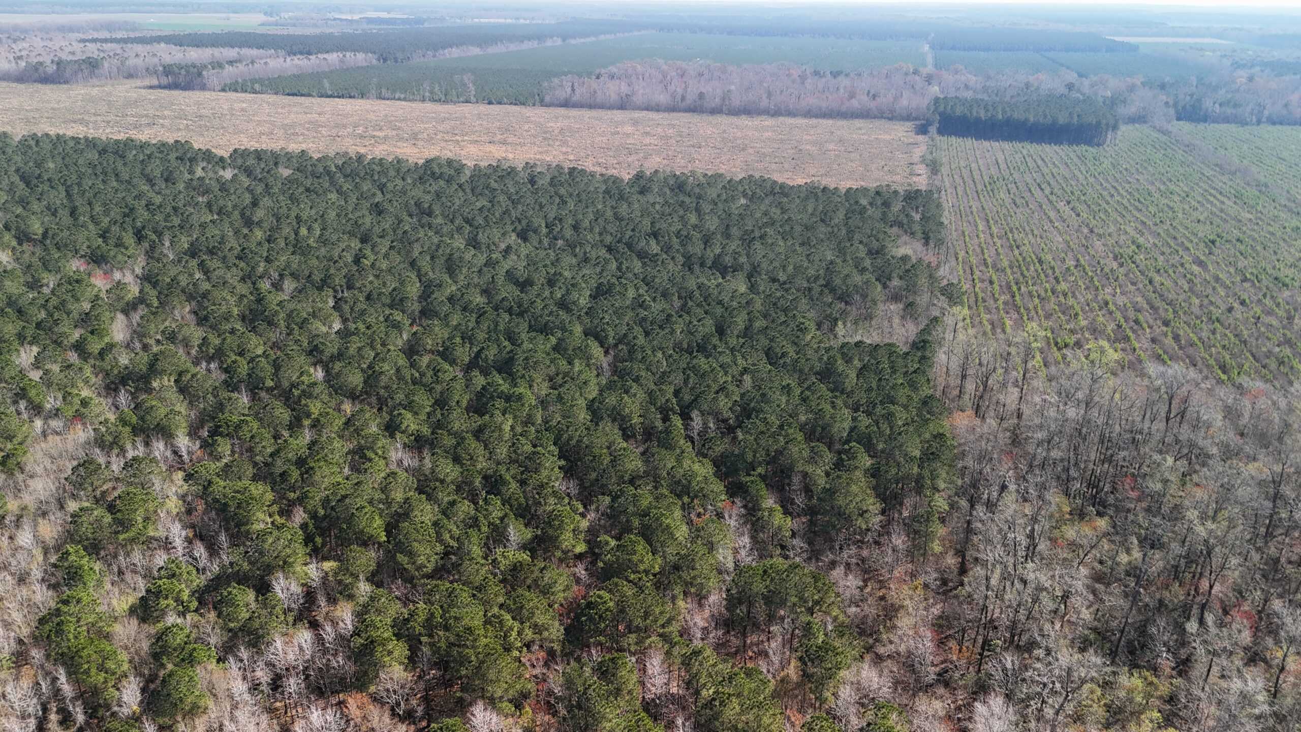 146-Acre Prime Hunting & Timber Land for Sale in Beaufort County, NC
