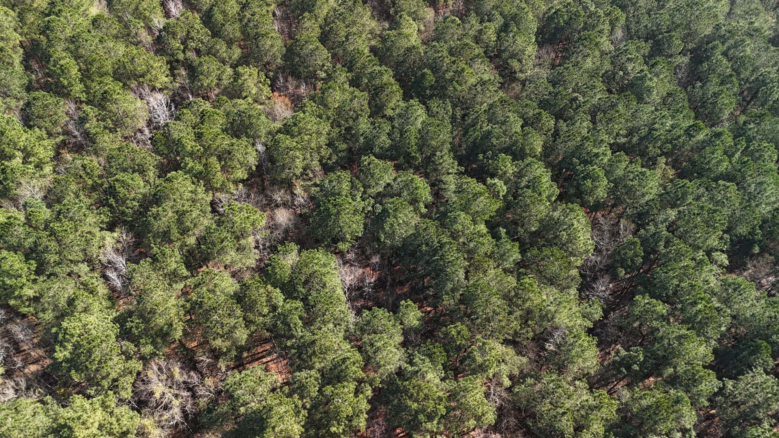 146-Acre Prime Hunting & Timber Land for Sale in Beaufort County, NC