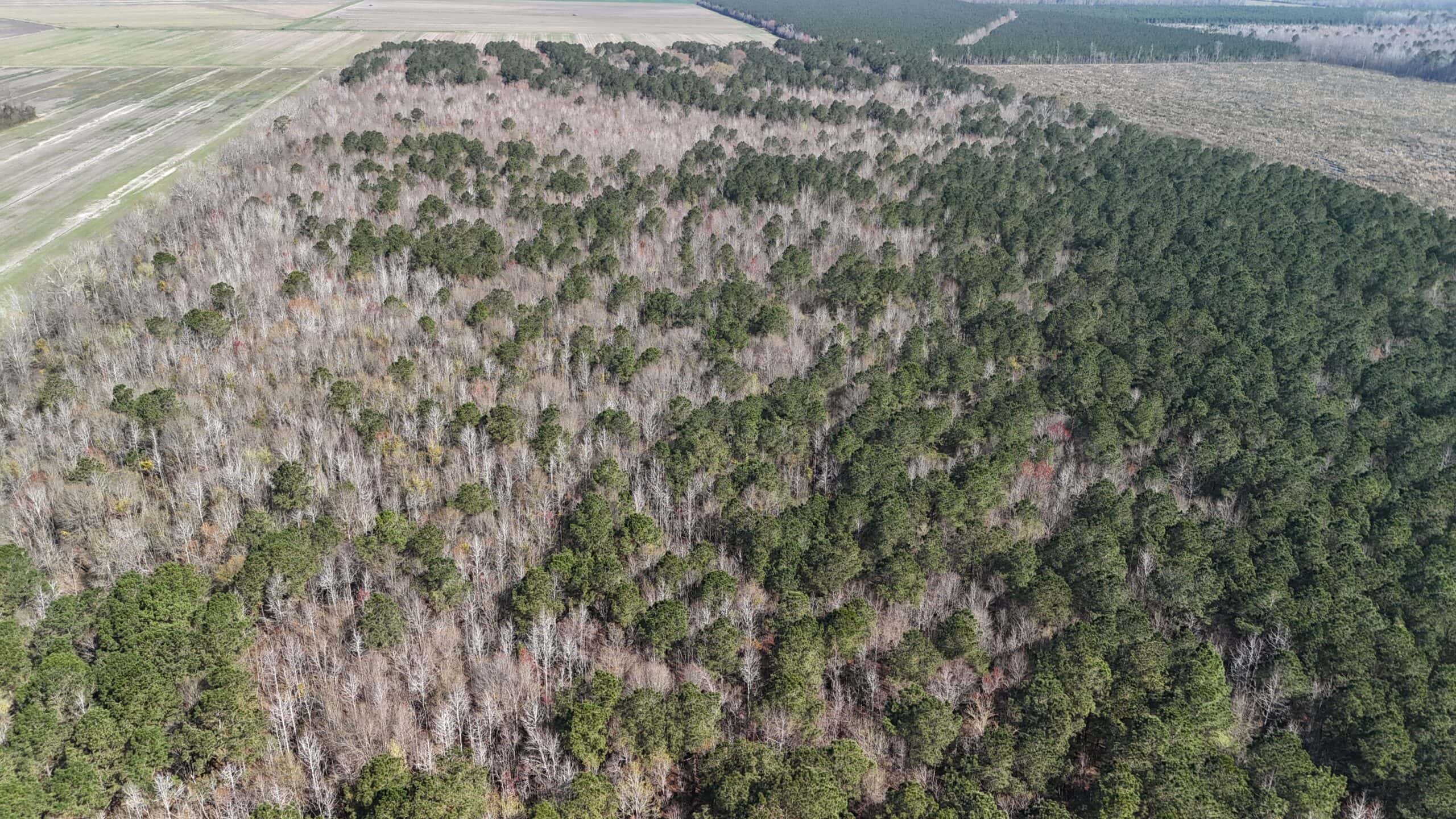 146-Acre Prime Hunting & Timber Land for Sale in Beaufort County, NC