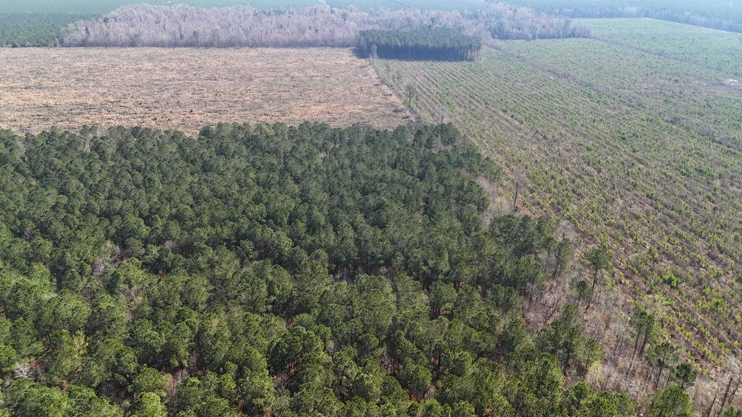 146-Acre Prime Hunting & Timber Land for Sale in Beaufort County, NC