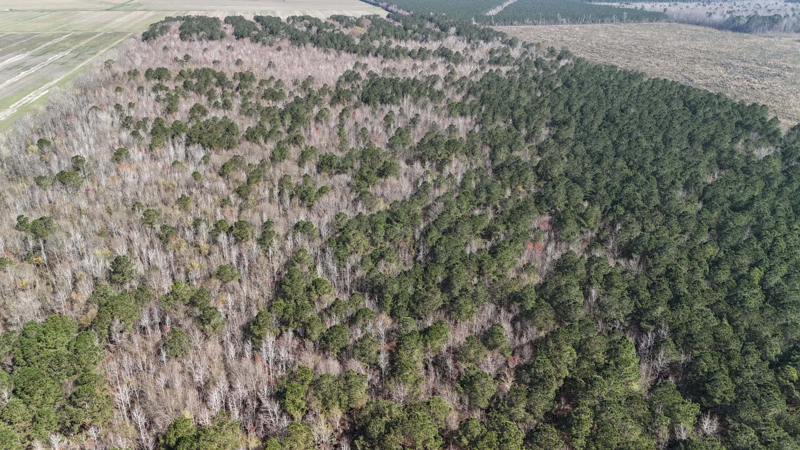 146-Acre Prime Hunting & Timber Land for Sale in Beaufort County, NC