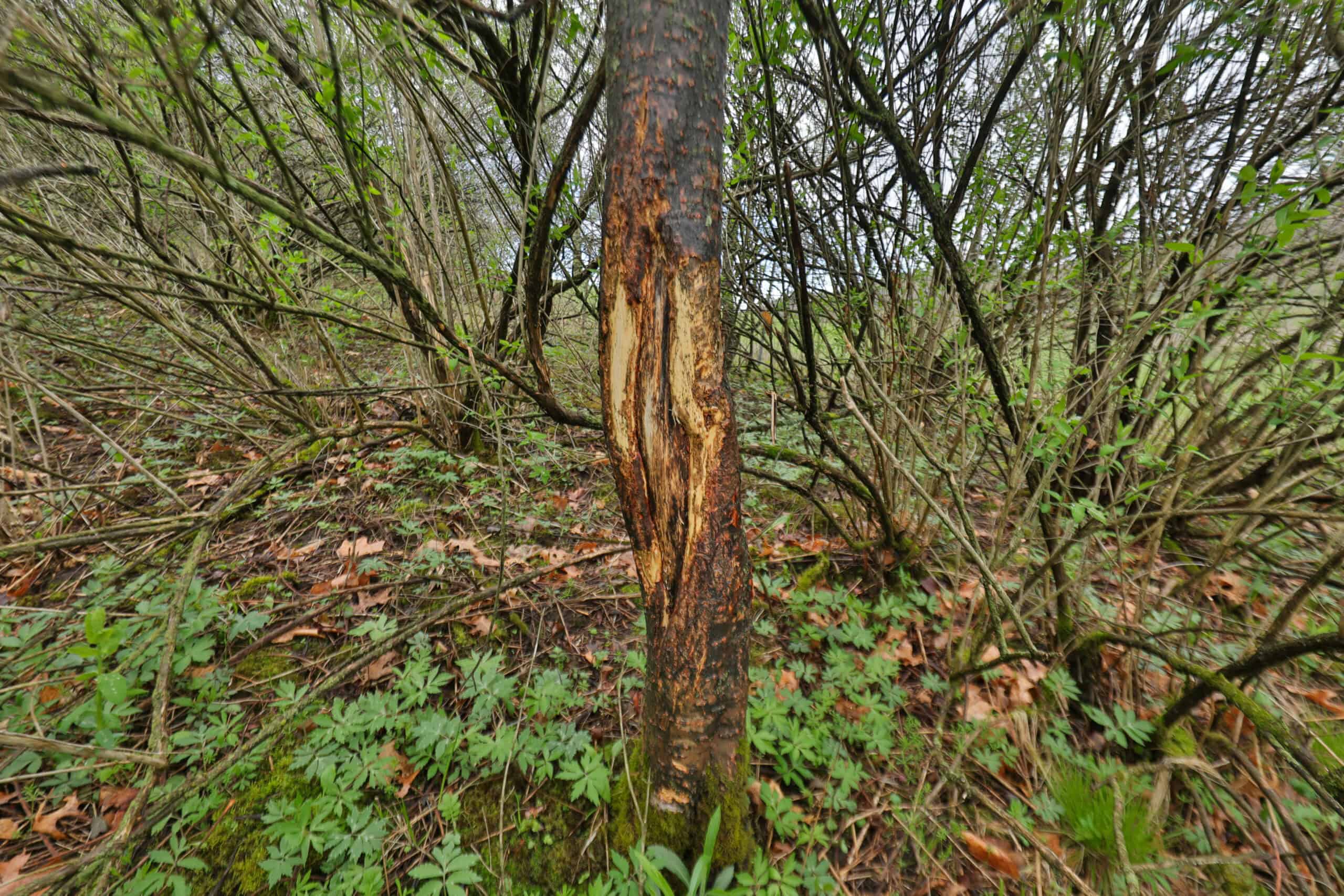 Hunting Land for sale in Richland County, Wisconsin UC Hunting Properties