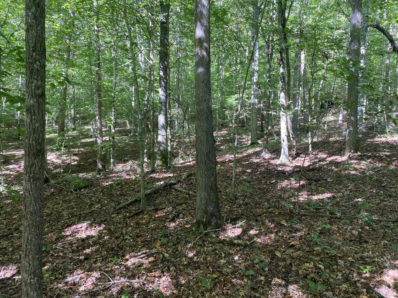 80 Acres Prime Hunting Land Borders Ozark National Forest On All Sides! Newton County, Arkansas