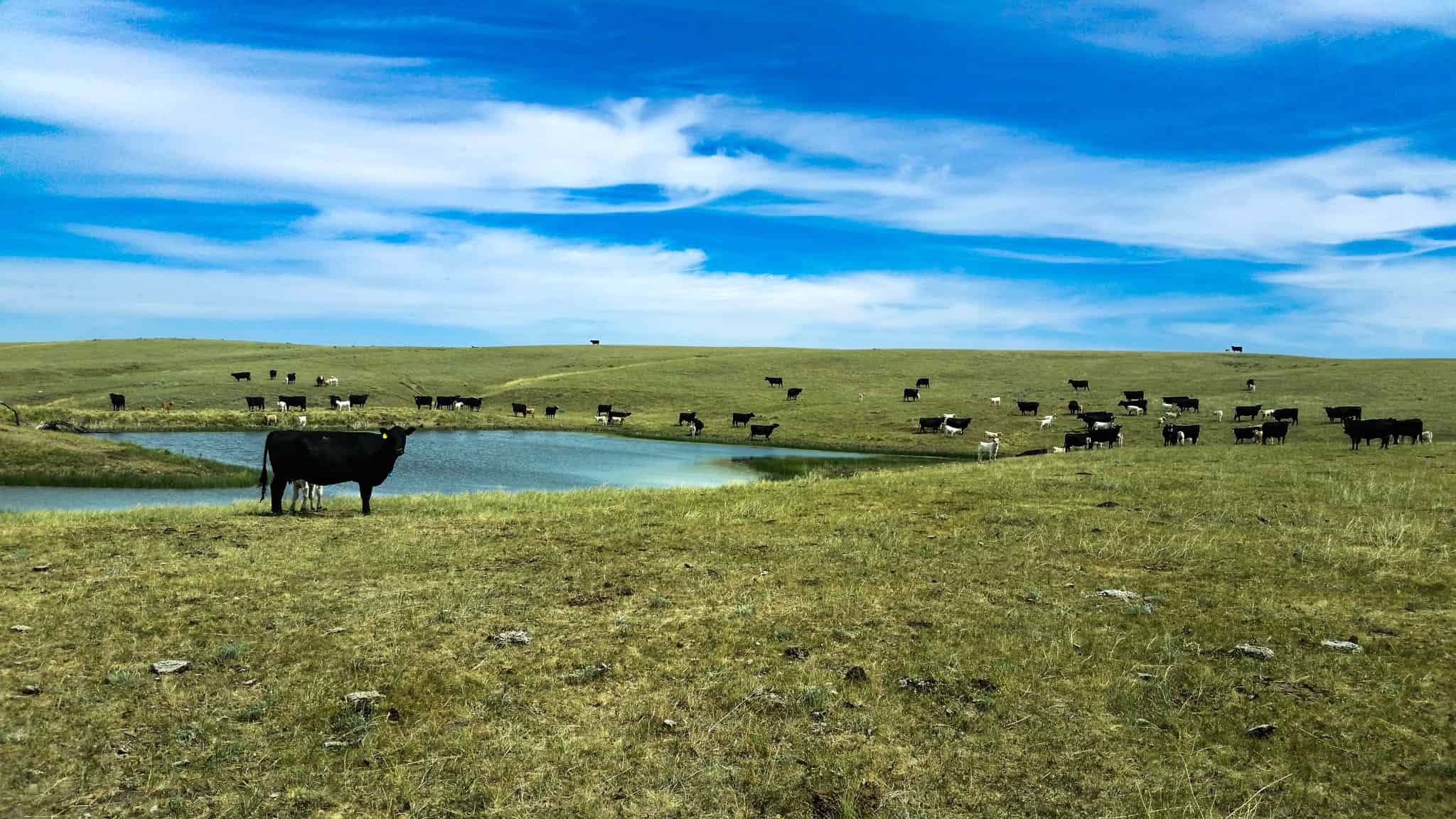 Northeastern Montana Working Cattle Ranch-Mule Deer Hunting Property